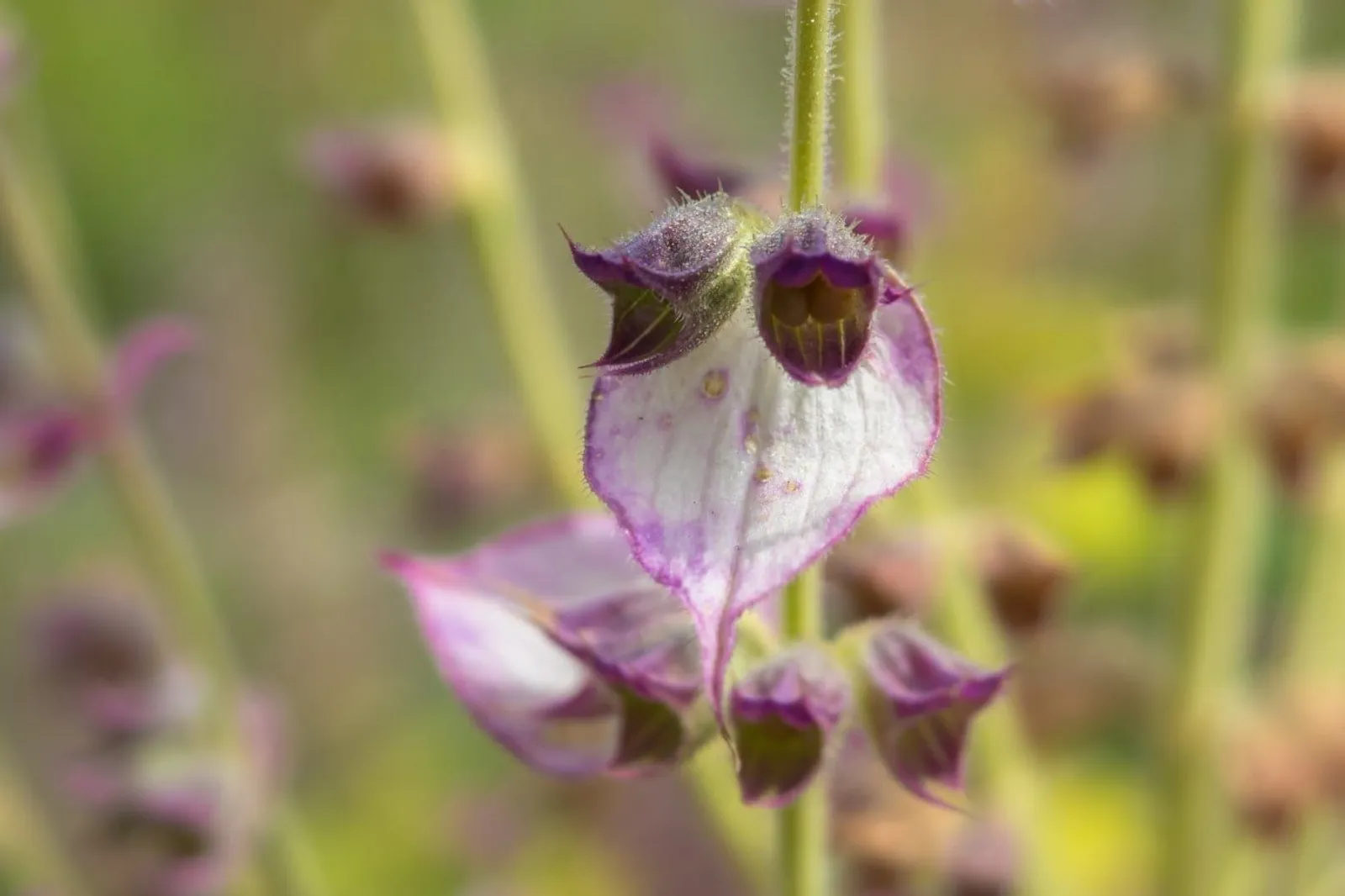 Muskatellsalvia ekofrö med stora aromatiska blad