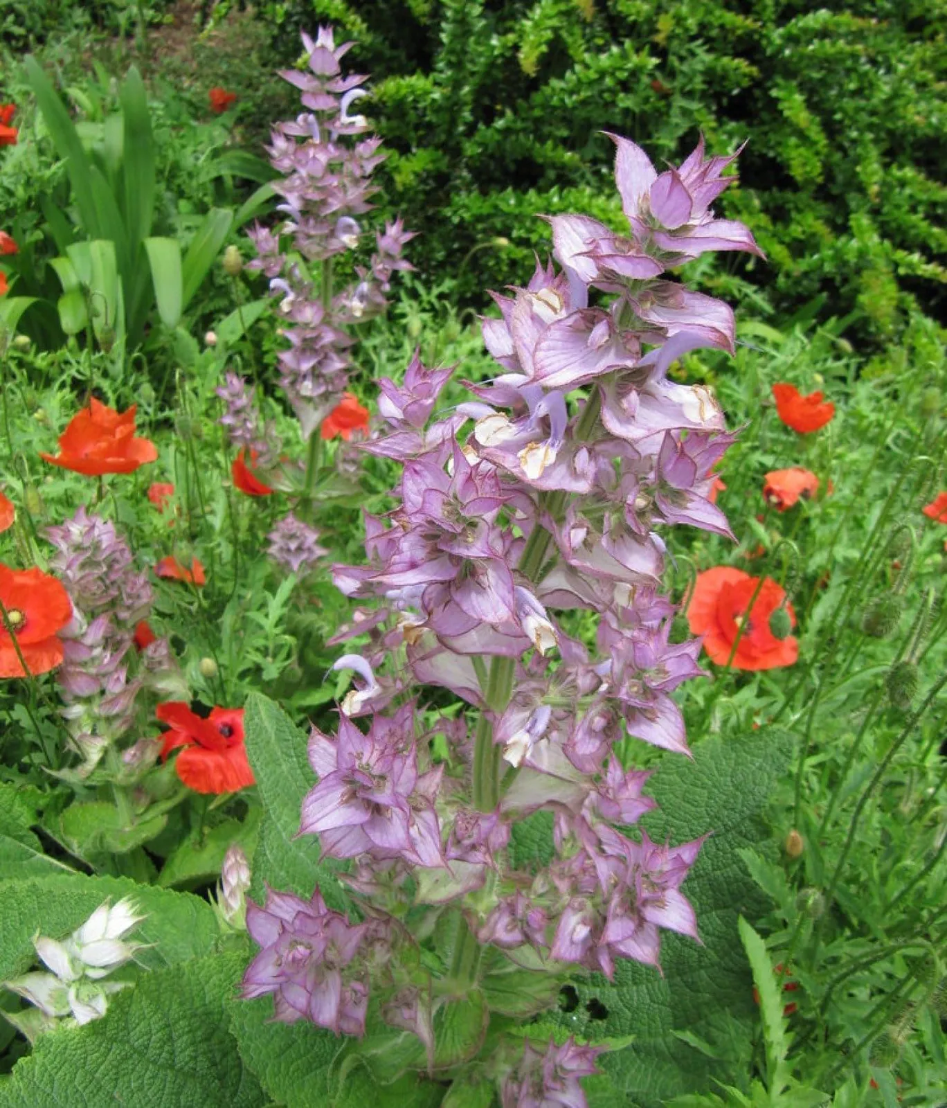 Salvia 'Muskatellsalvia', ekofrö