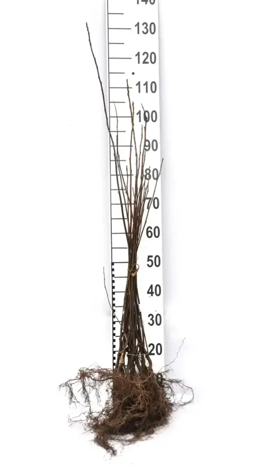 Hägg, 50-80 cm — detalj 5