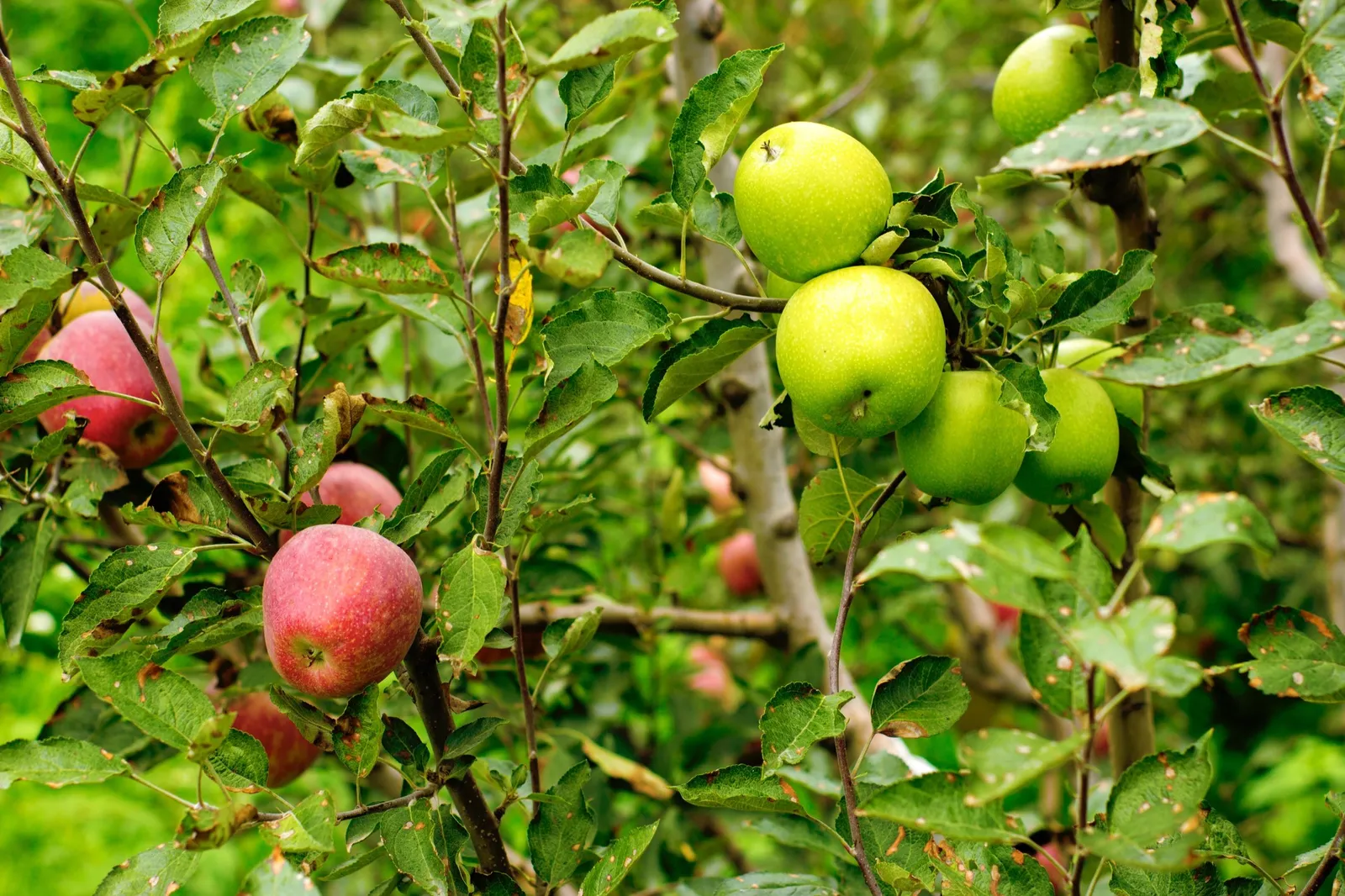 Familjeträd äpple - miniatyr 5