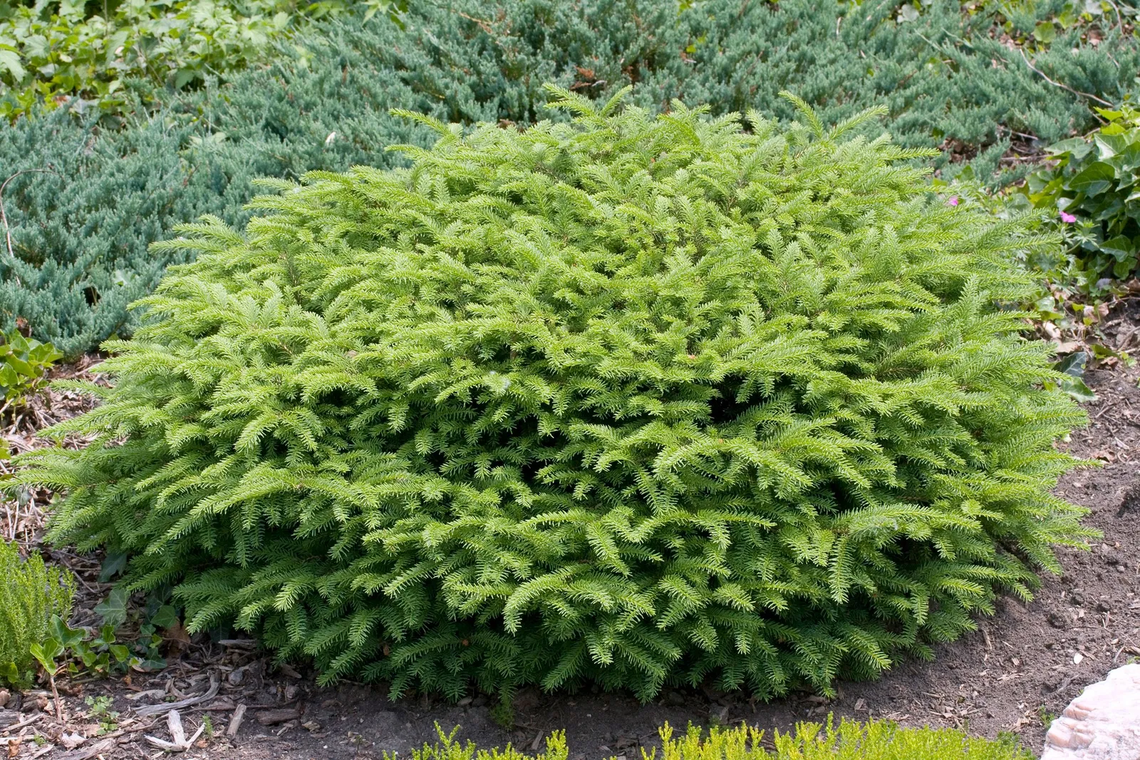 Fågelbogran, 25-30 cm