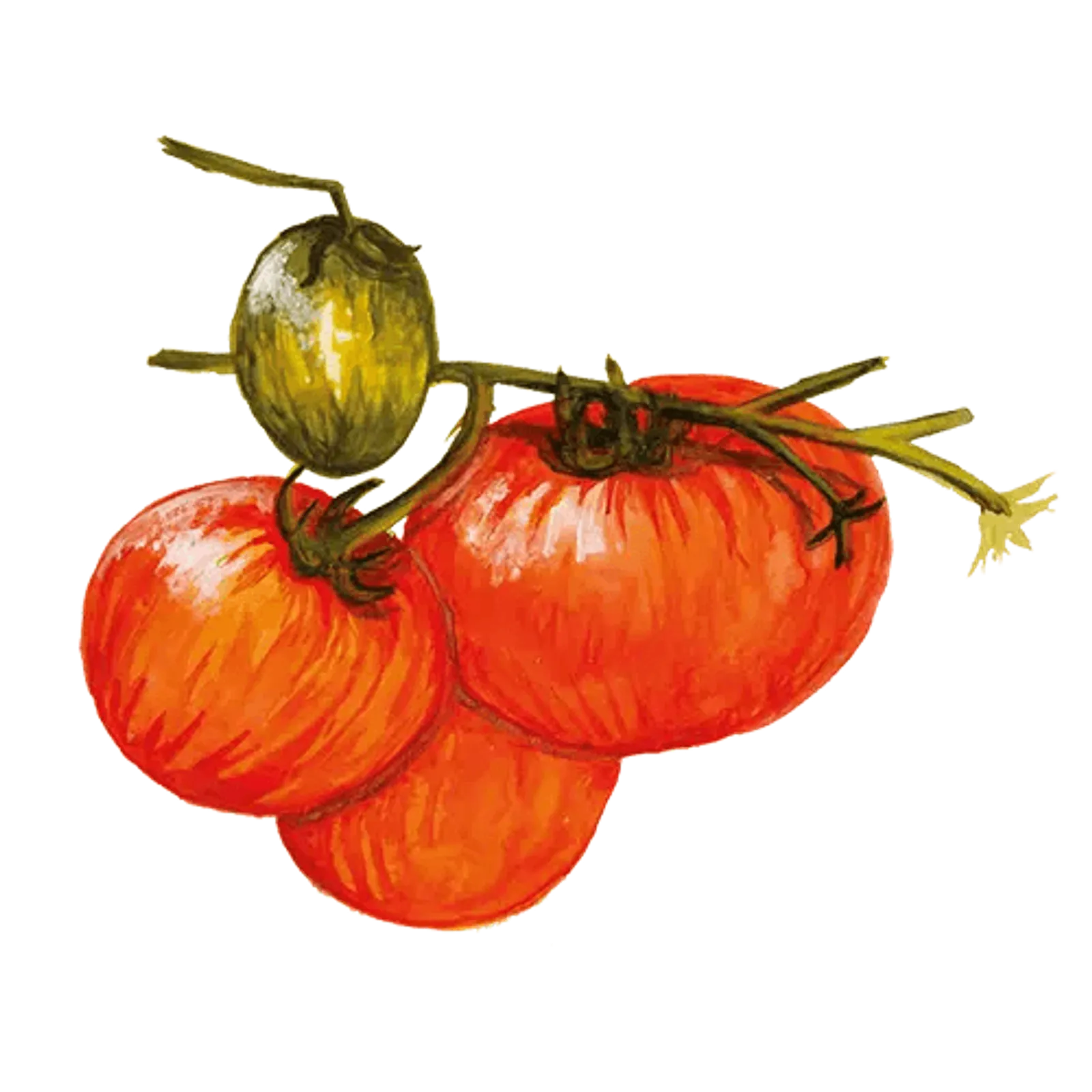 Busktomat 'Pixie Striped', Frö