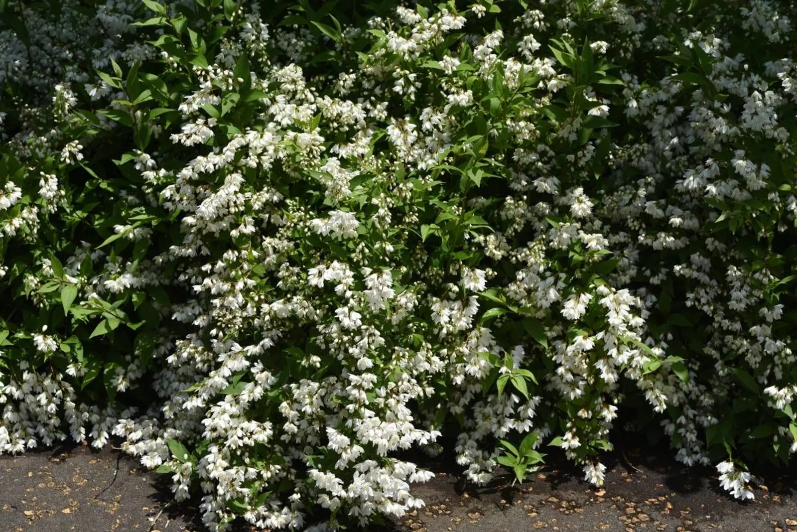Bruddeutzia, 15-30 cm — detalj 4