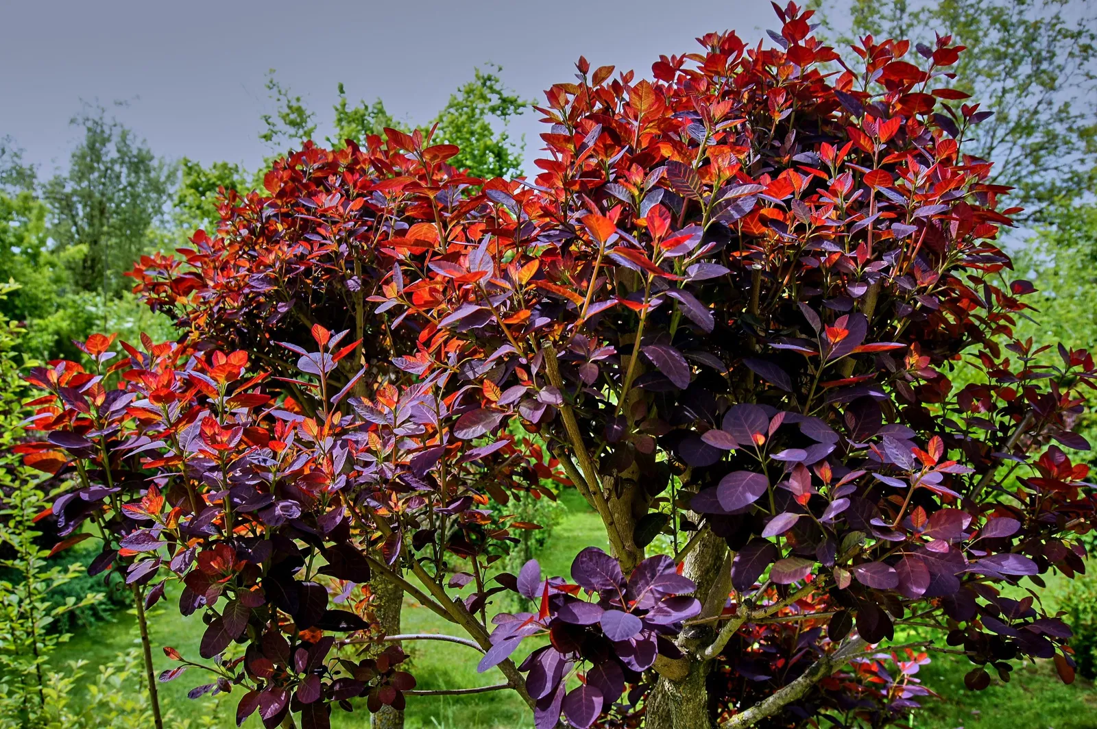 Rödbladig perukbuske 'Royal Purple' - miniatyr 3