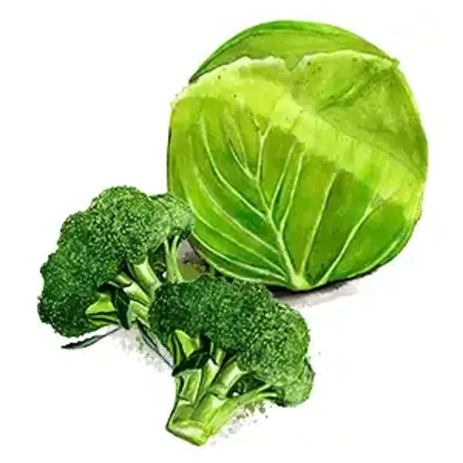 Kålväxter