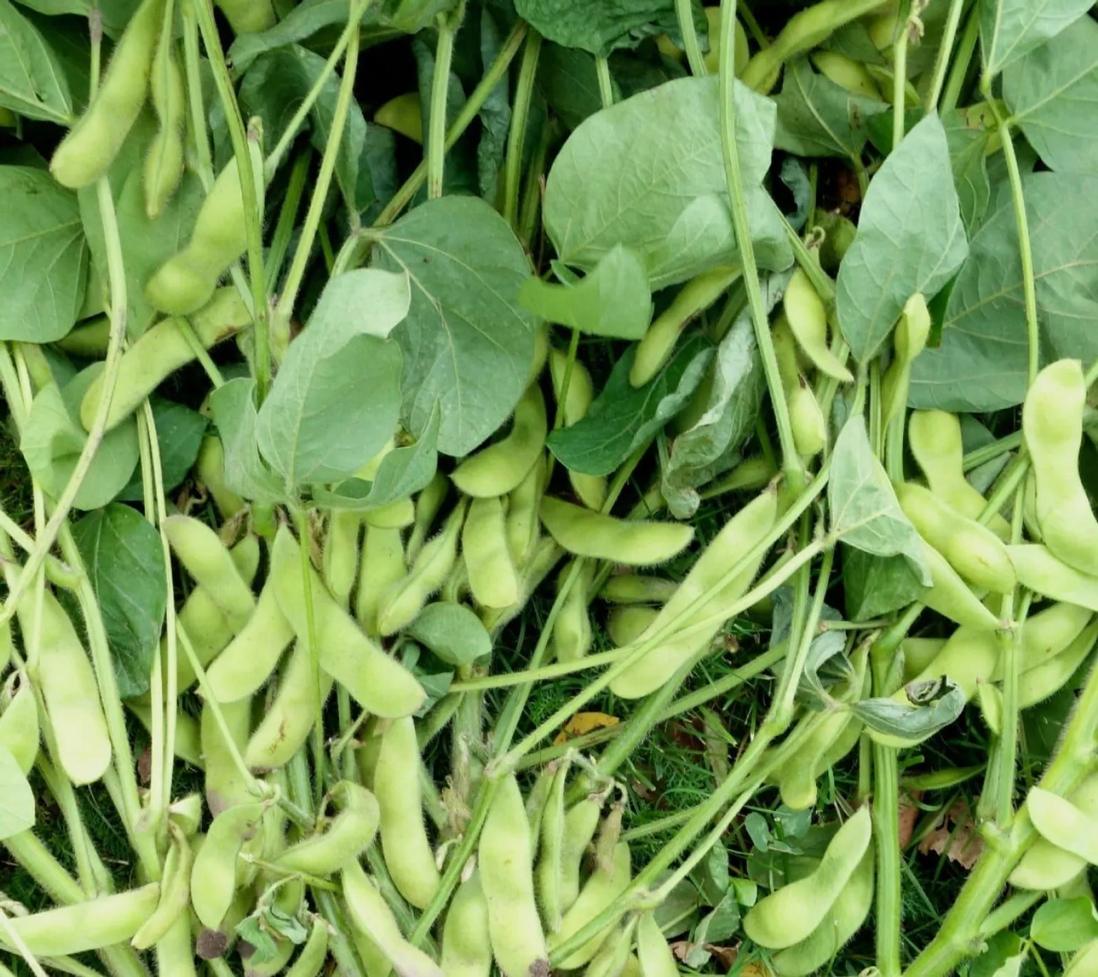 Sojaböna 'Edamame Green Shell', ekofrö