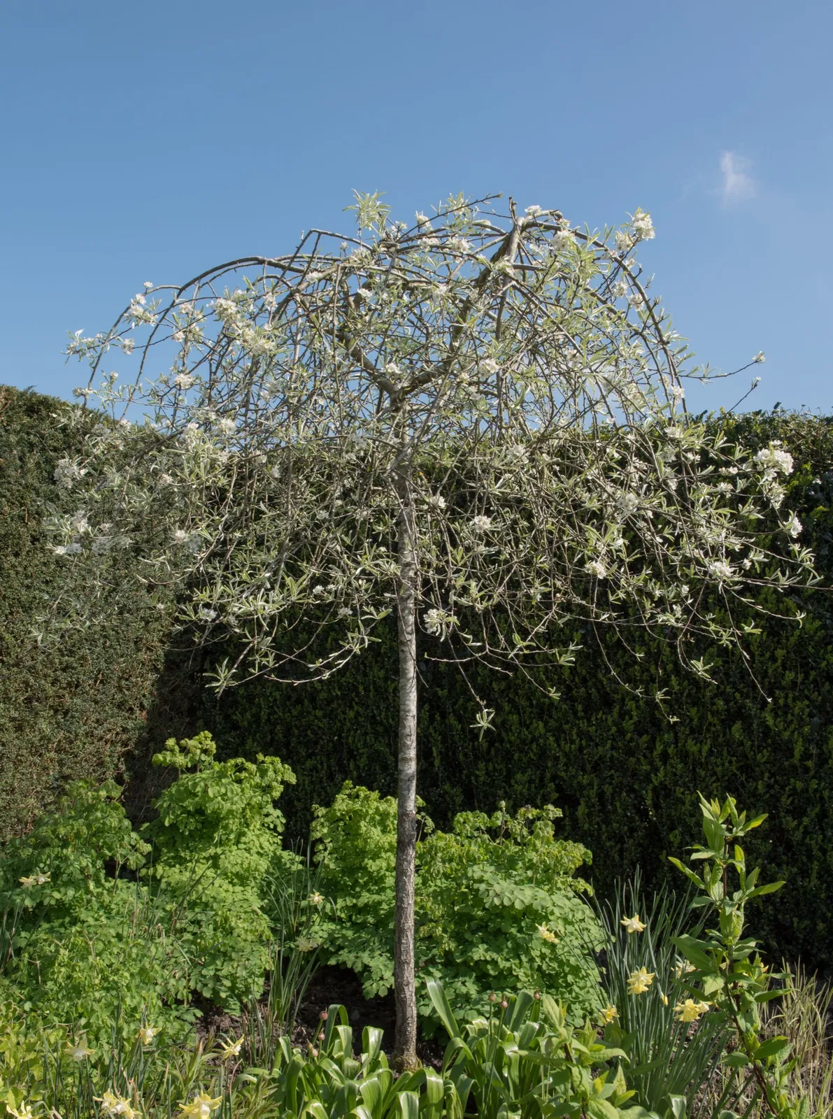 Silverpäron 'Pendula', Sh 60