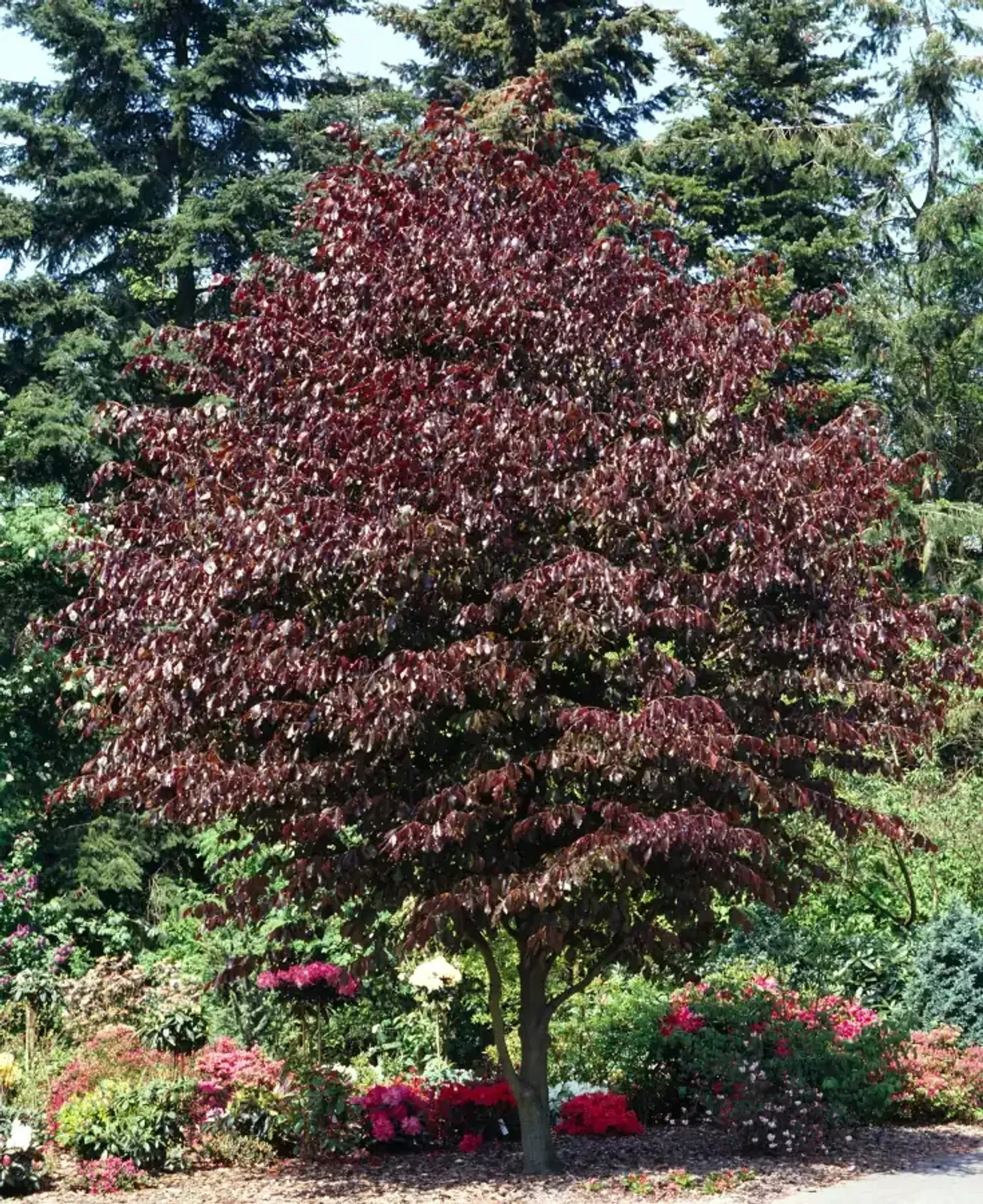 Blodbok 'Purpurea', Högstammat träd — detalj 3