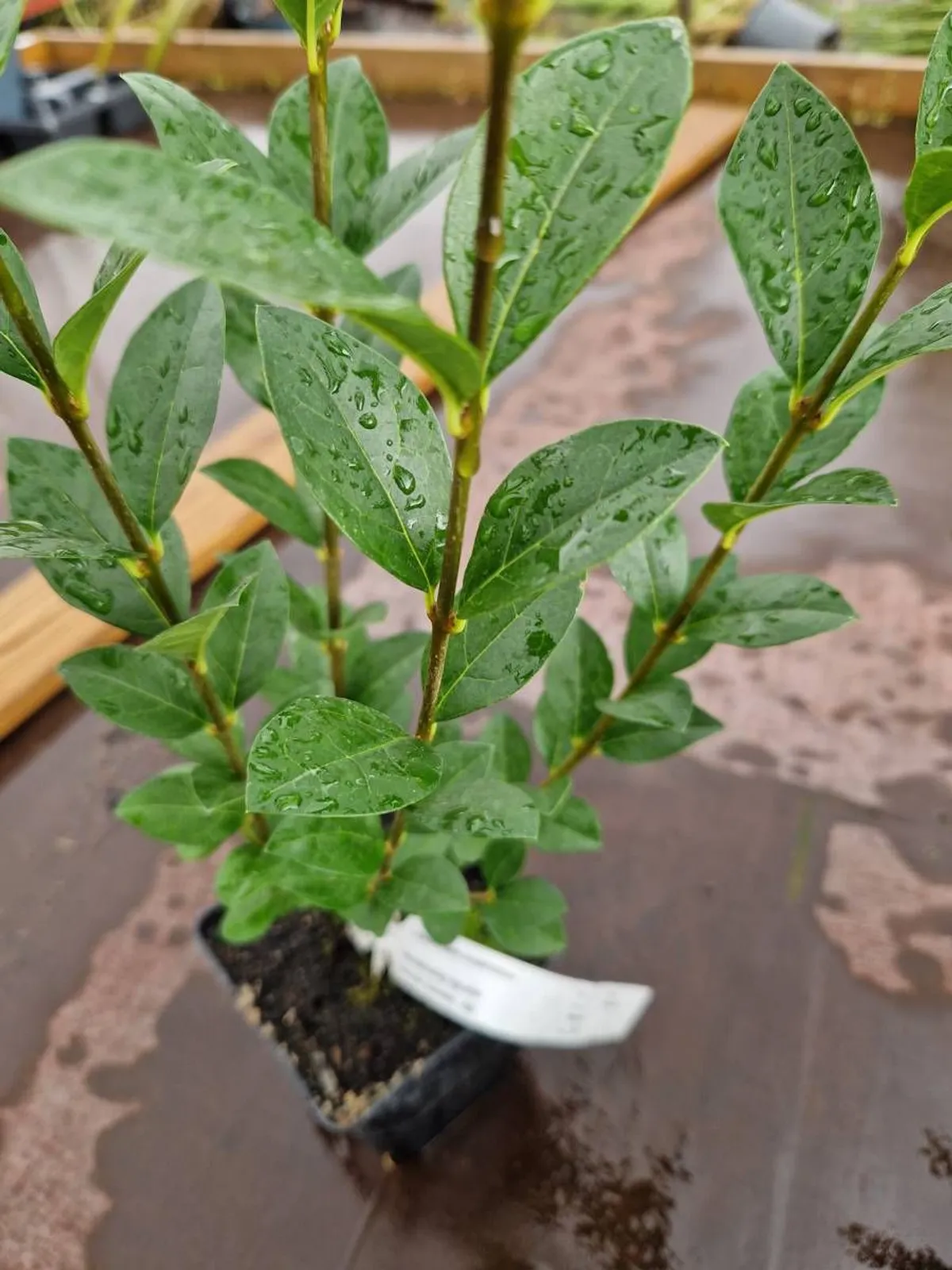Bredbladig liguster, 30-40 cm — detalj 4