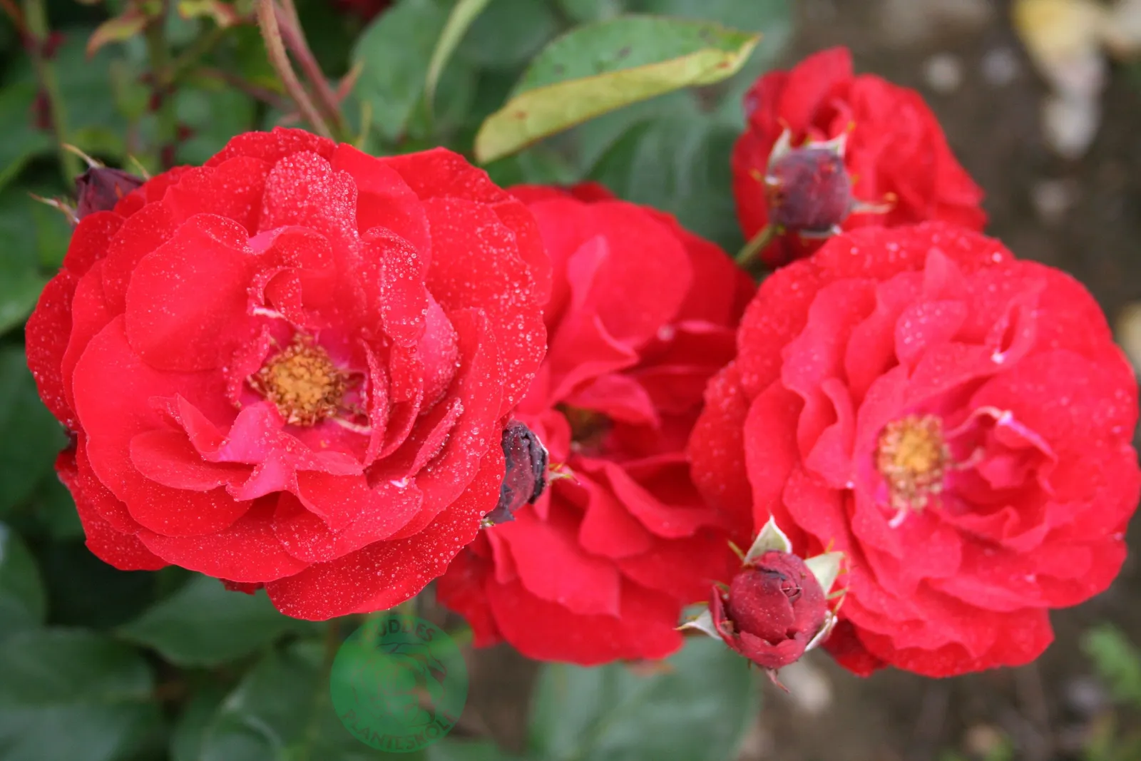 Floribundaros LILLI MARLEEN® ('Korlima') - miniatyr 2