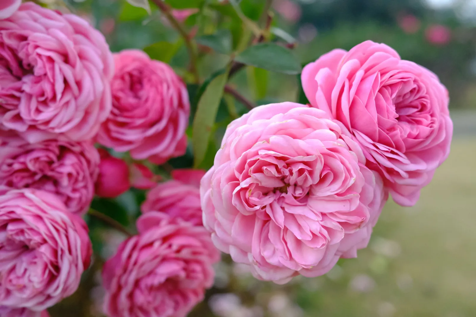 Modern buskros GERTRUDE JEKYLL® ('Ausbord') - miniatyr 3