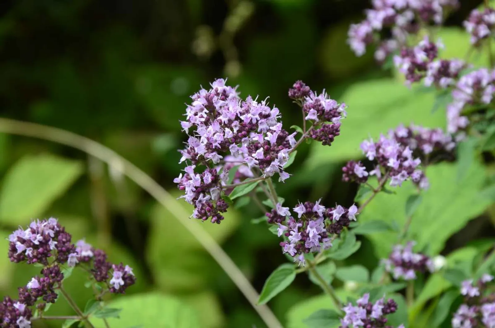 Kungsmynta, Oregano