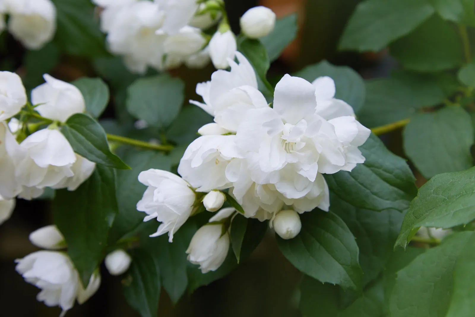Kameliaschersmin 'Snowbelle'