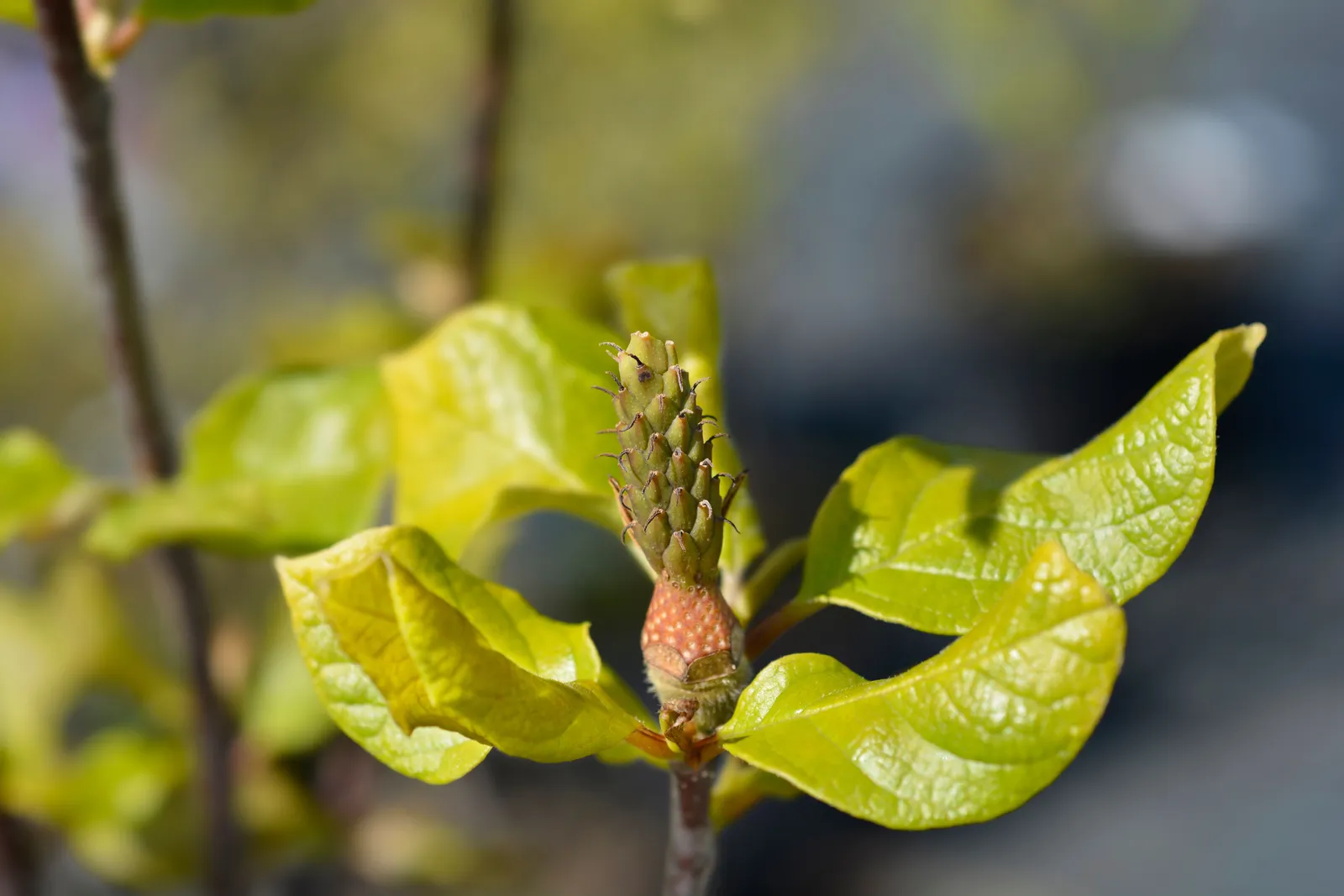 Rosenmagnolia 'Genie'PBR - miniatyr 8