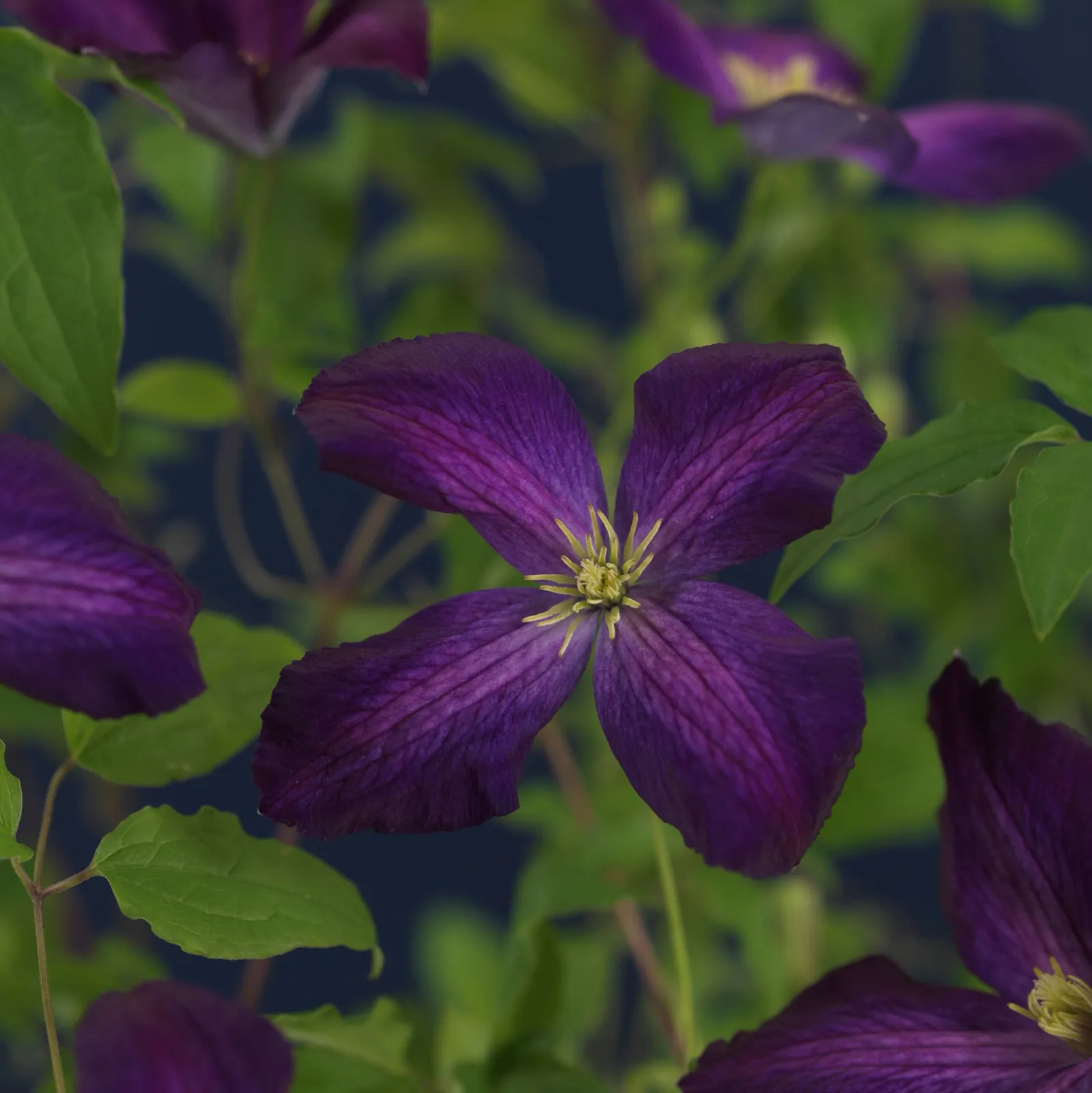 Klematis (Tidiga Storblommiga Gruppen) JACKMANII PURPUREA ('Zojapur'PBR)