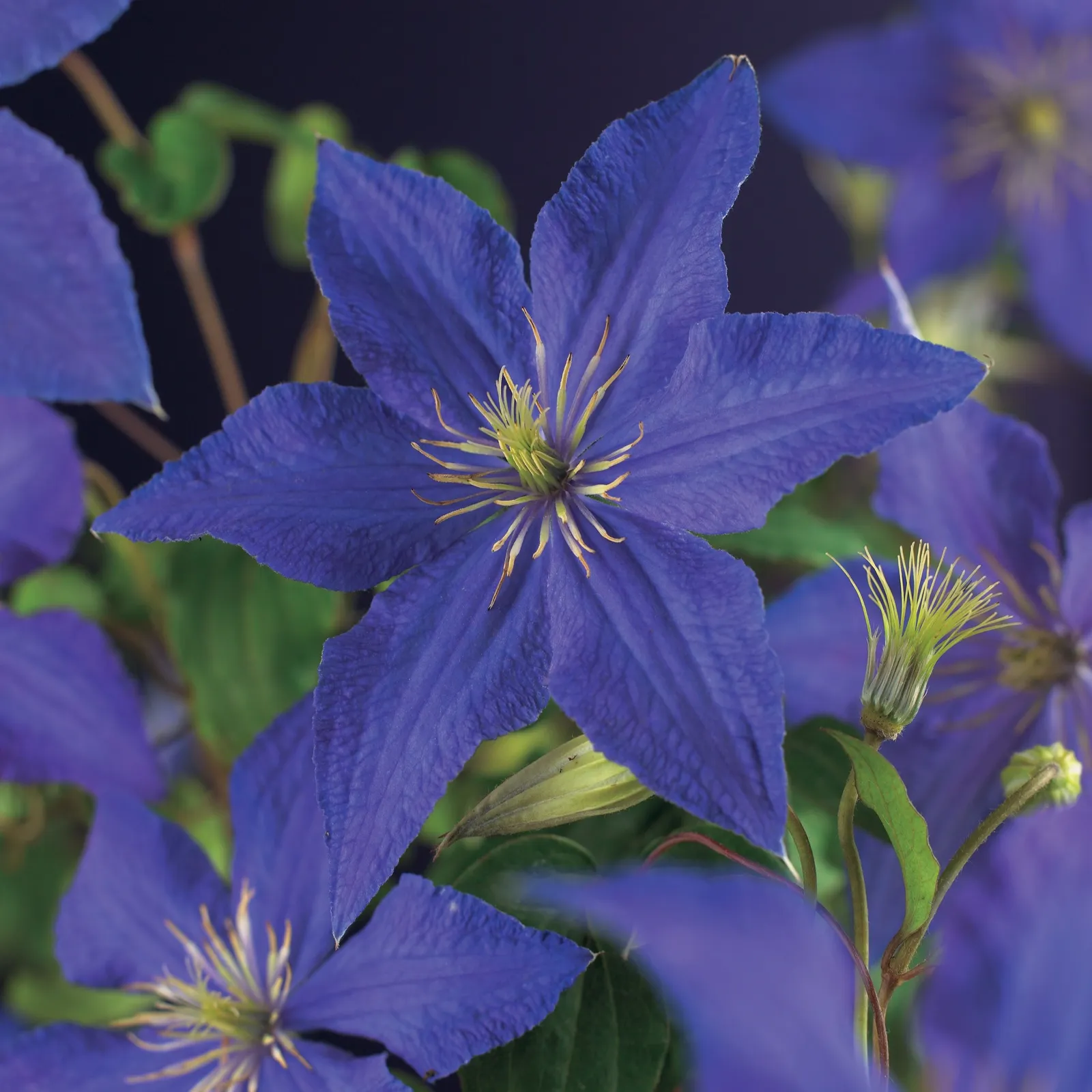 Klematis (Tidiga Storblommiga Gruppen) 'Rhapsody'