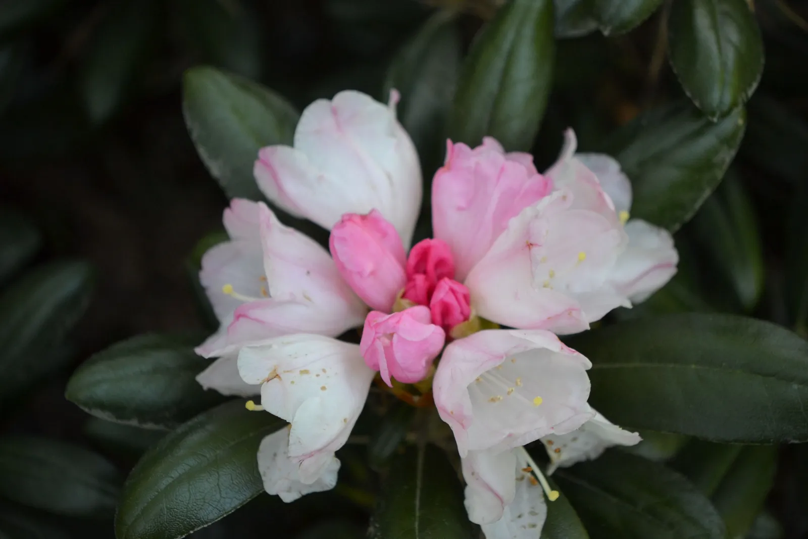 Yakushimanum-rododendron 'Koichiro Wada', 25-30 cm - miniatyr 3