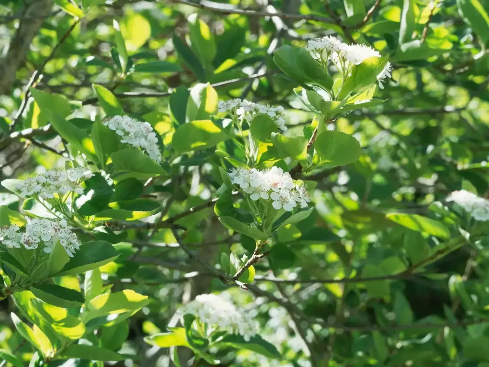 Slånaronia 'Elata', 30-50 cm — detalj 4
