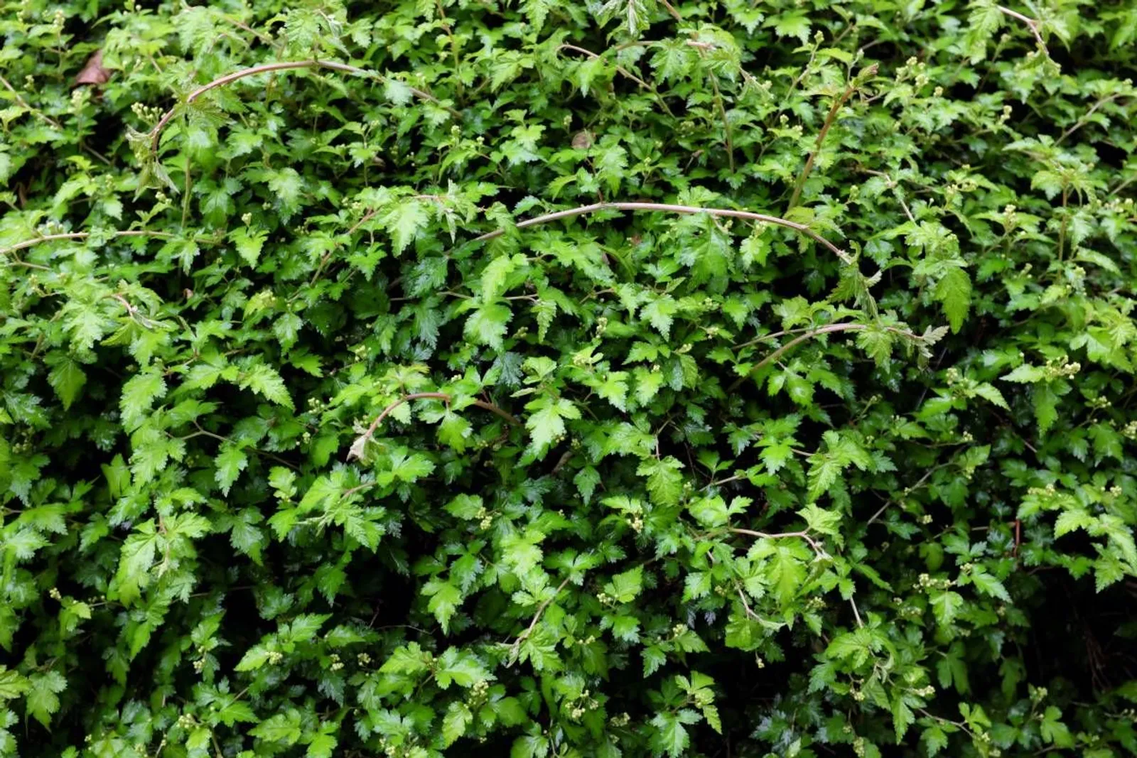 Liten stefanandra 'Crispa', 15-30 cm — detalj 2