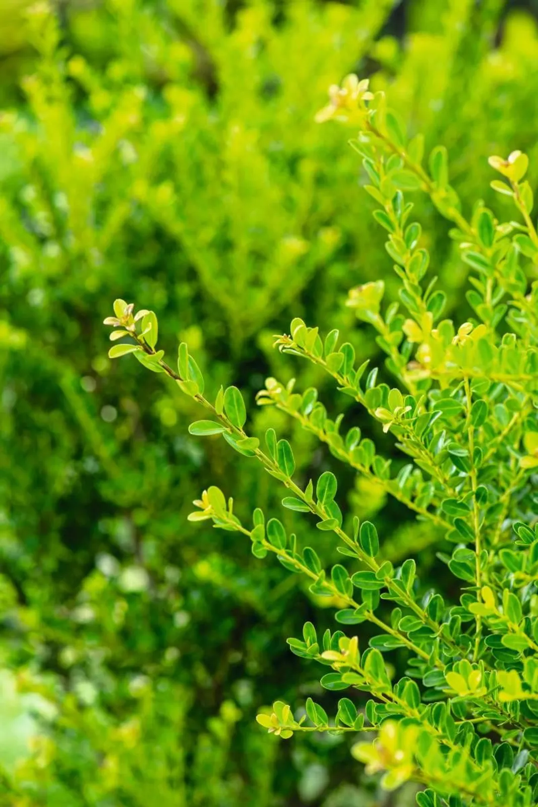 Japansk järnek 'Green Hedge', 10-20 cm