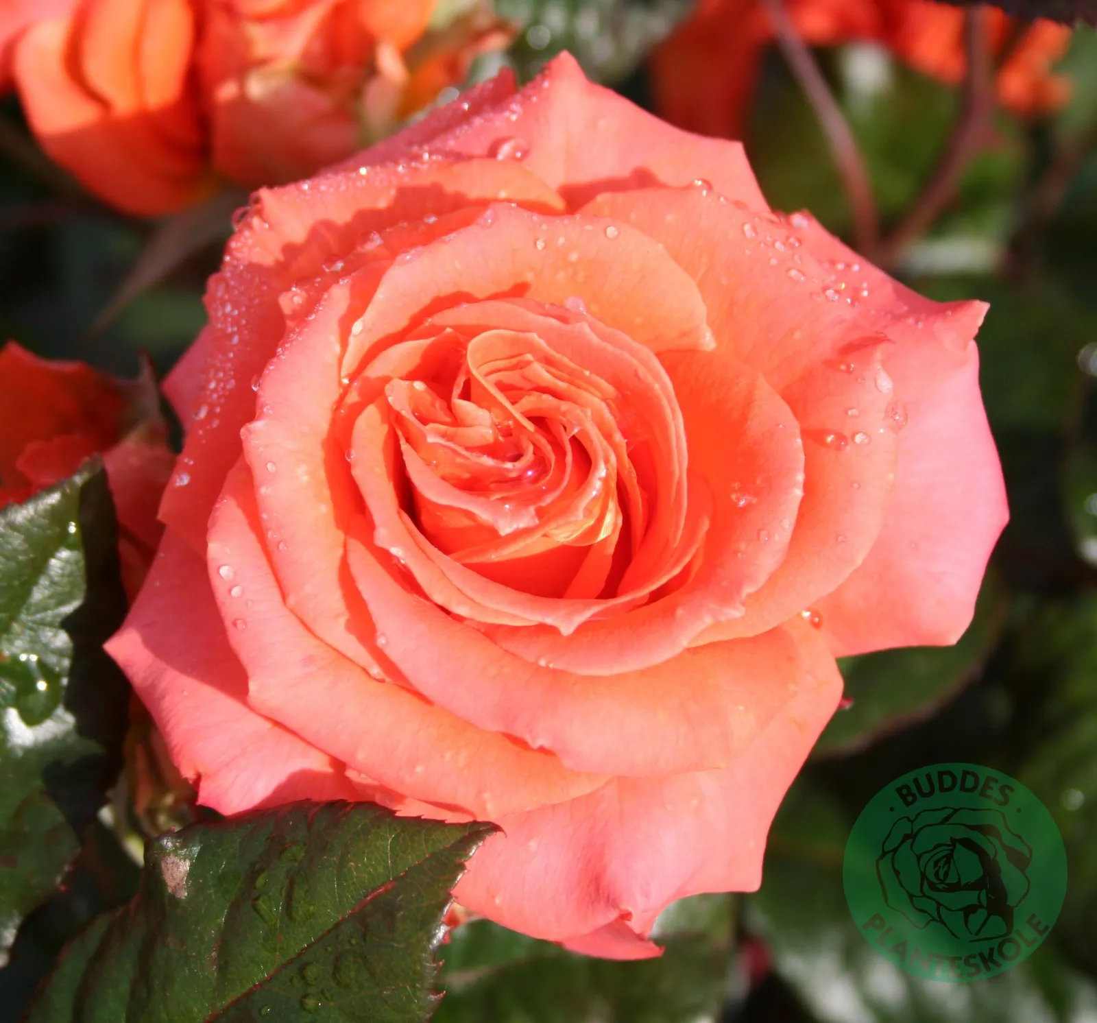 Tehybridros DRONNING INGRID ('Poulgrena'PBR)