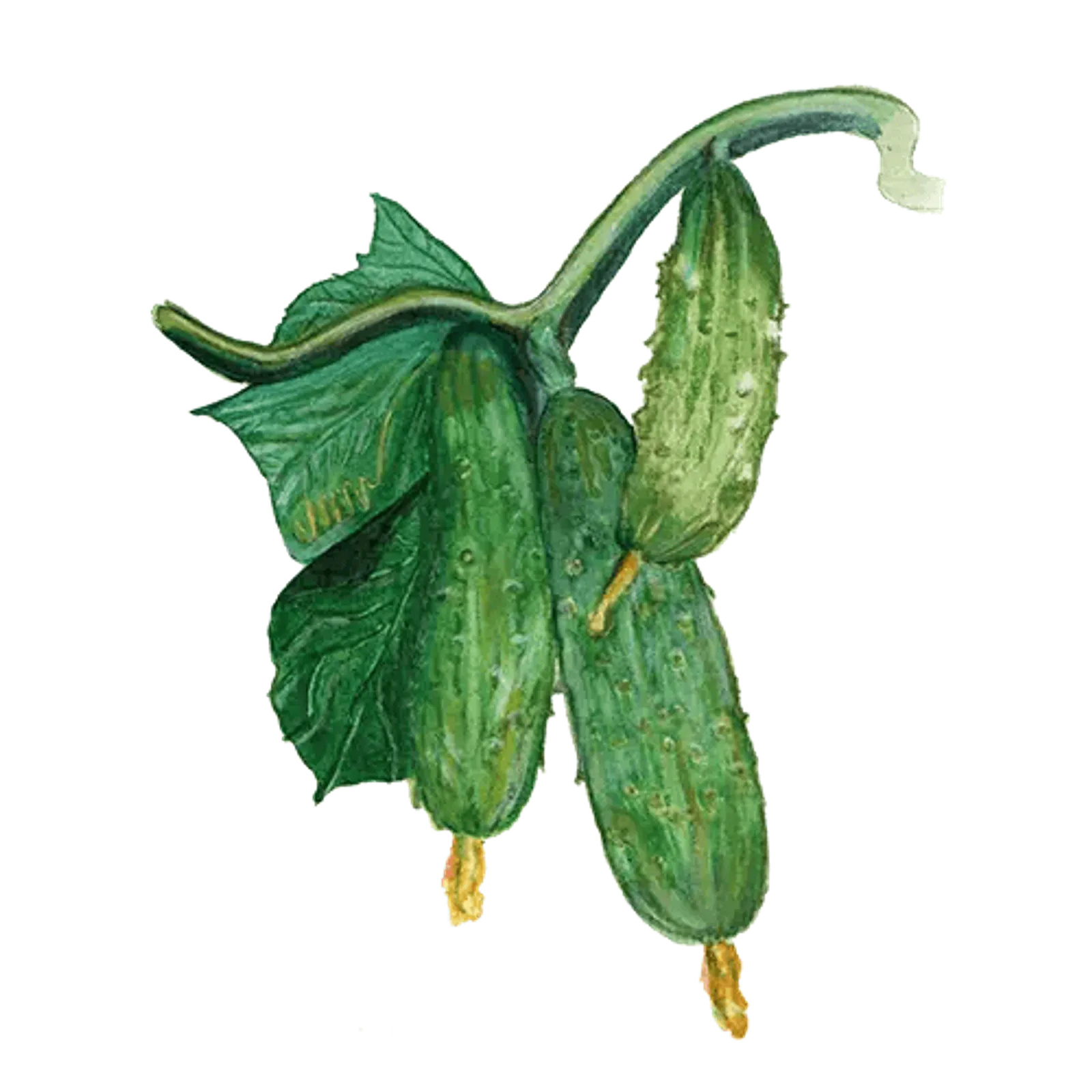 Gurka 'Northern Pickling', Frö