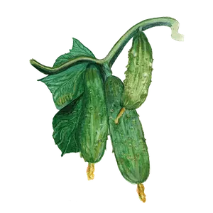 Gurka 'Northern Pickling', Frö