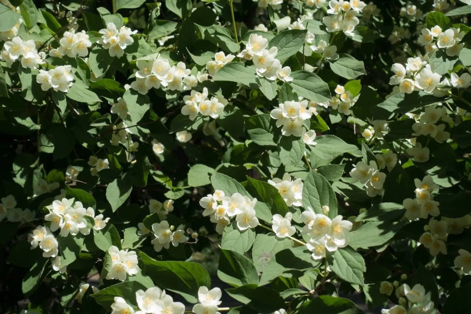 Smultronschersmin 'Mont Blanc', 20-40 cm — närbild