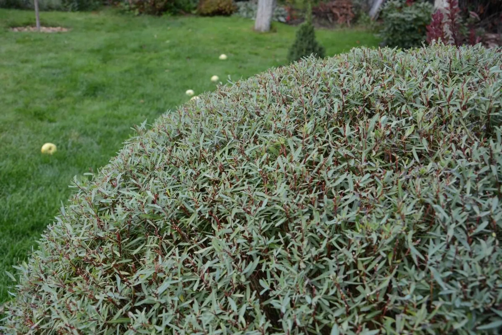 Litet rödvide 'Nana', 30-40 cm — detalj 3