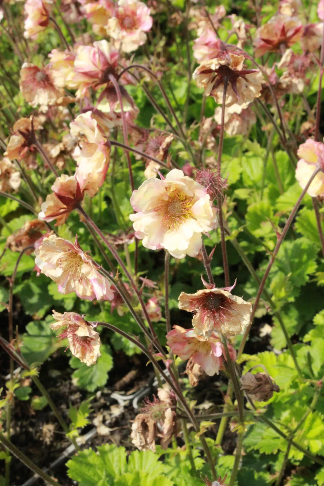 Trädgårdsnejlikrot PRETTICOATS PEACH ('Tngeupp'PBR) - miniatyr 3