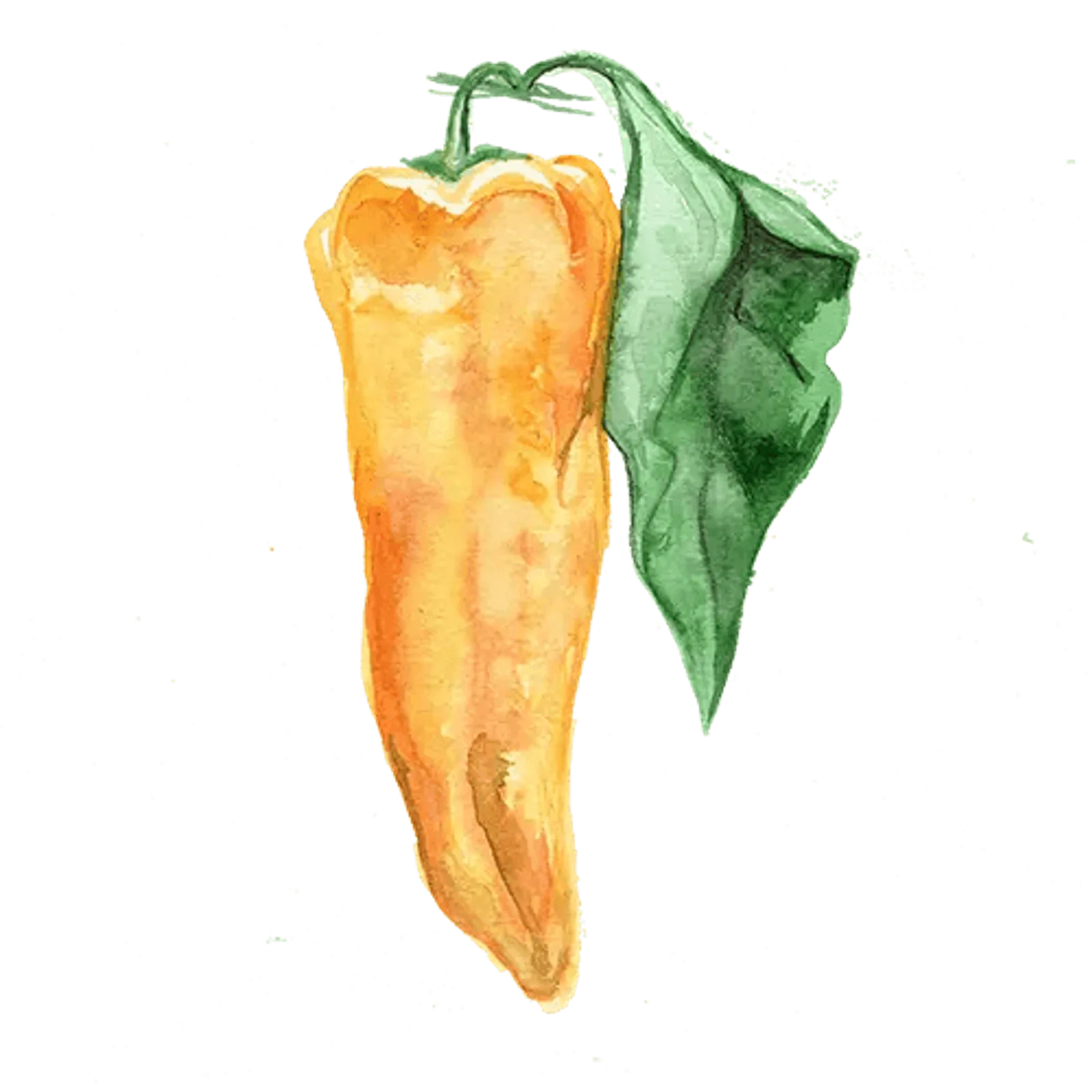 Paprika 'Corno Giallo', Frö