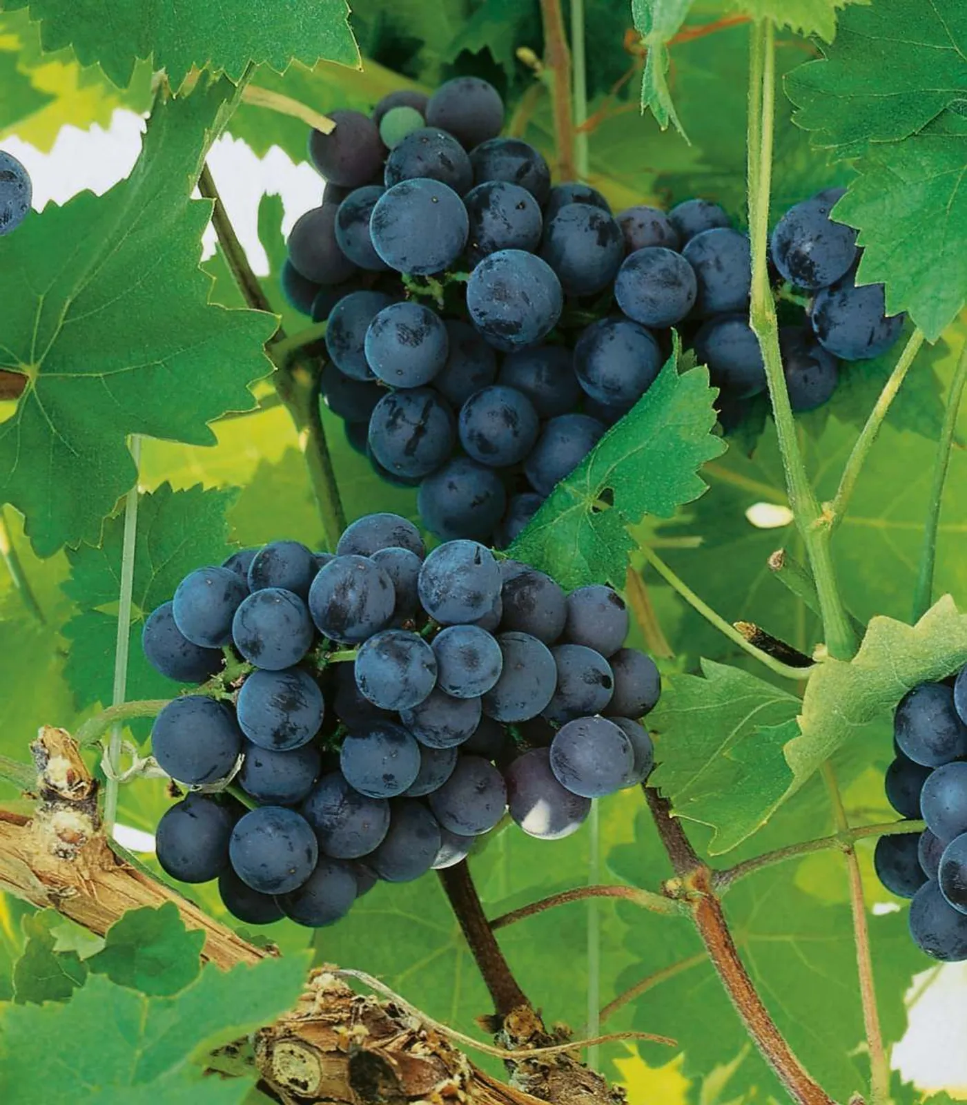 Labruskavin 'Nordica'