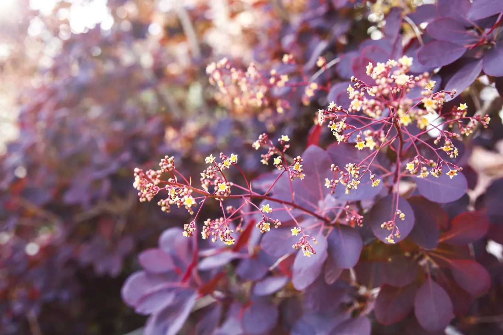 Rödbladig perukbuske 'Royal Purple' - miniatyr 6