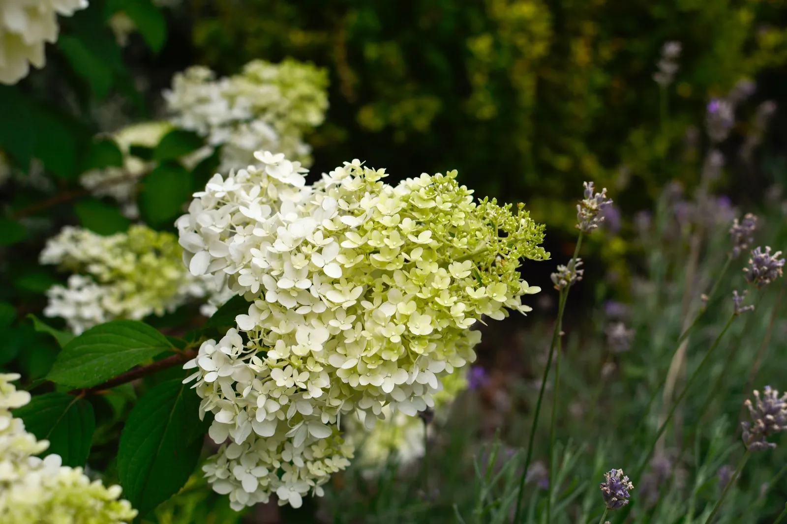 Vipphortensia 'Limelight' - miniatyr 8