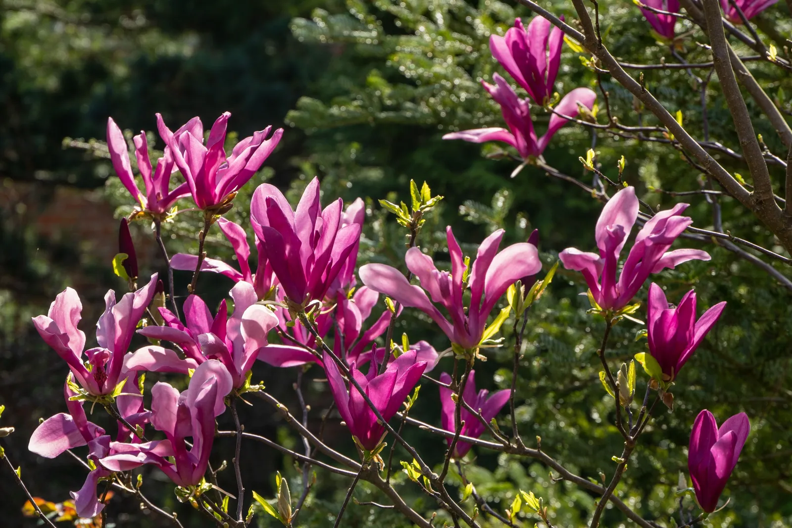 Rosenmagnolia 'Susan' - miniatyr 7