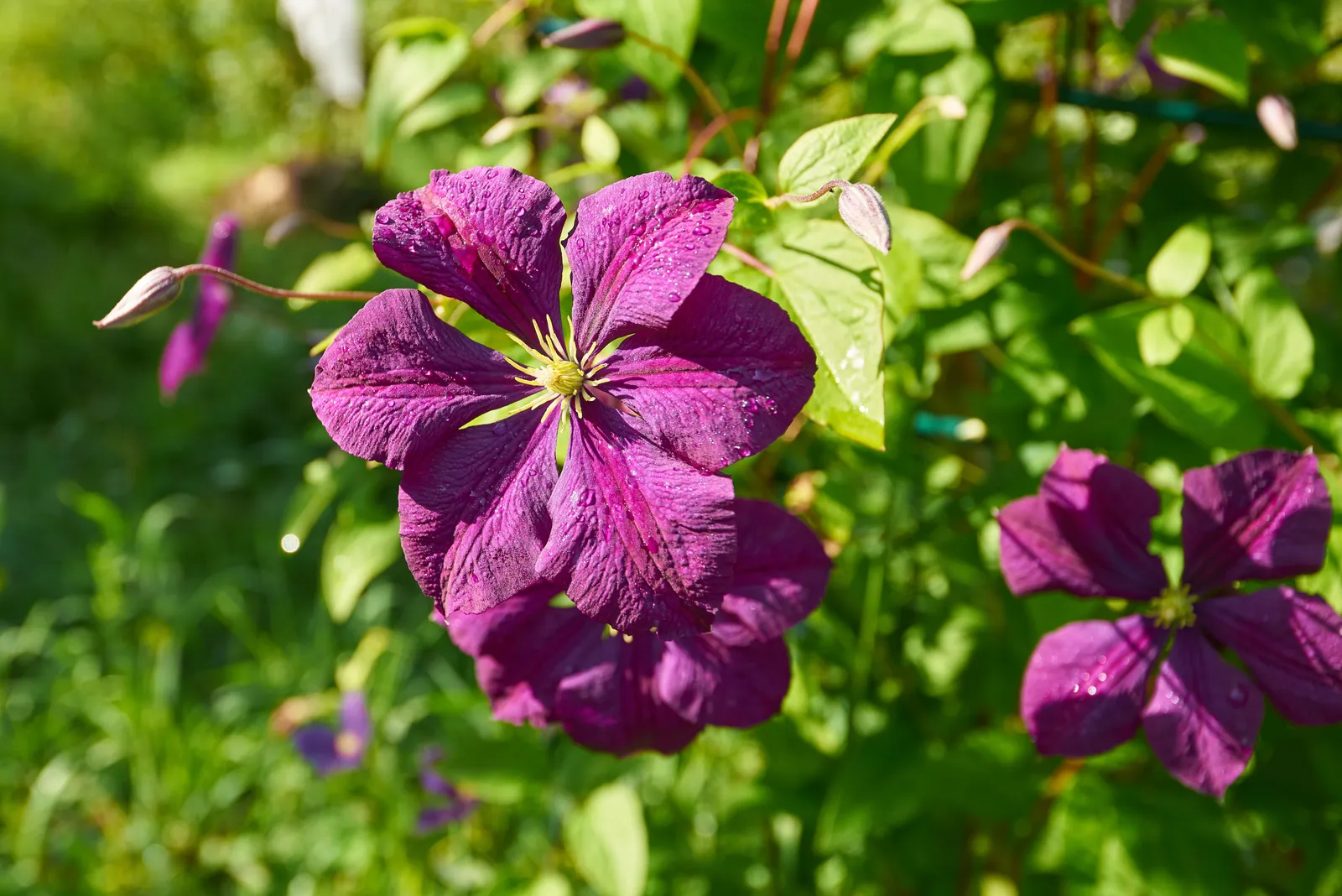 Viticella-klematis 'Étoile Violette' - miniatyr 2