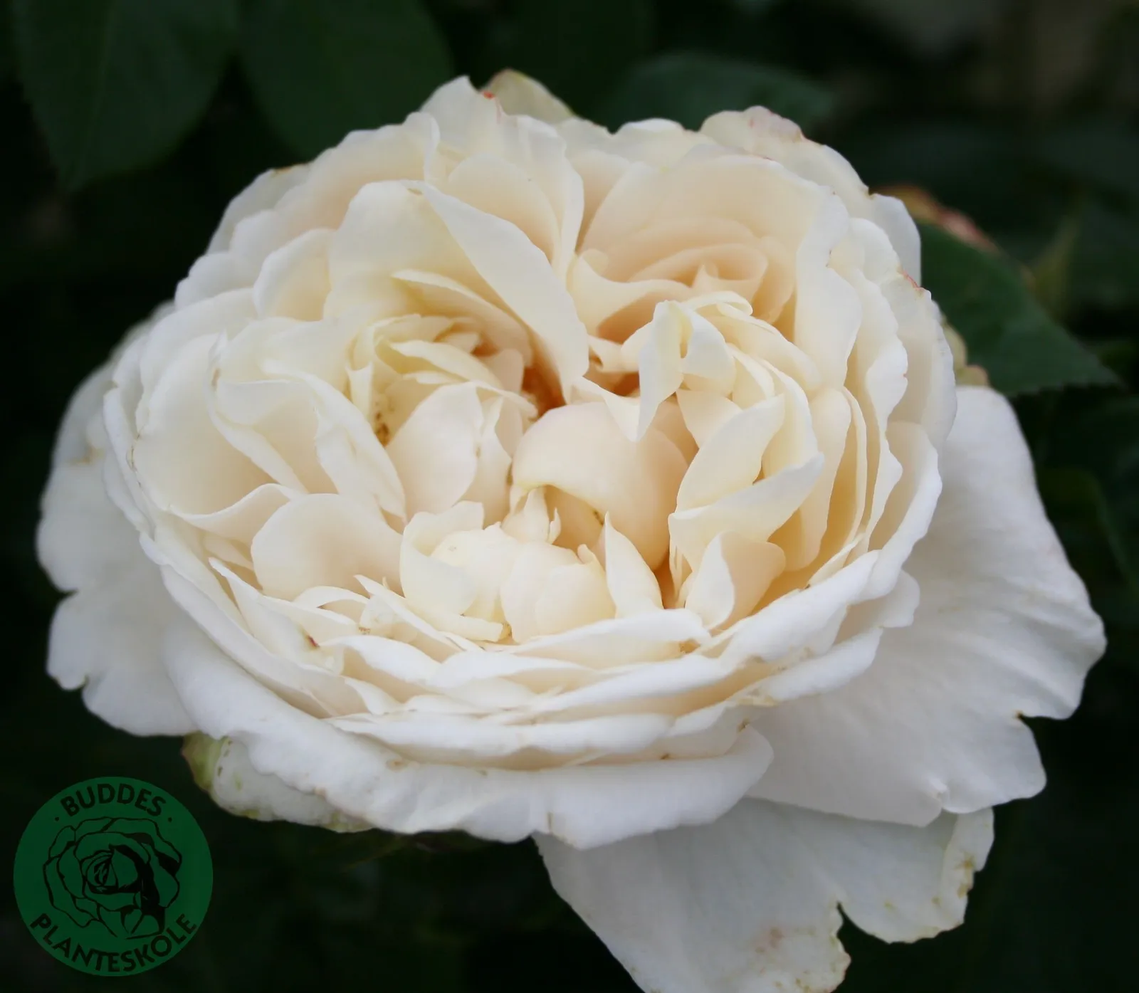 Modern buskros NINA RENAISSANCE® ('Poulren018'PBR) - miniatyr 2
