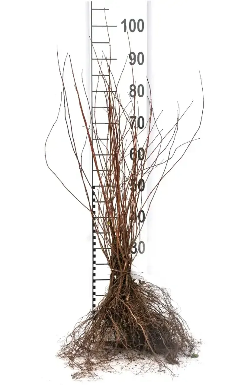 Smultronschersmin, 30-50 cm — detalj 3
