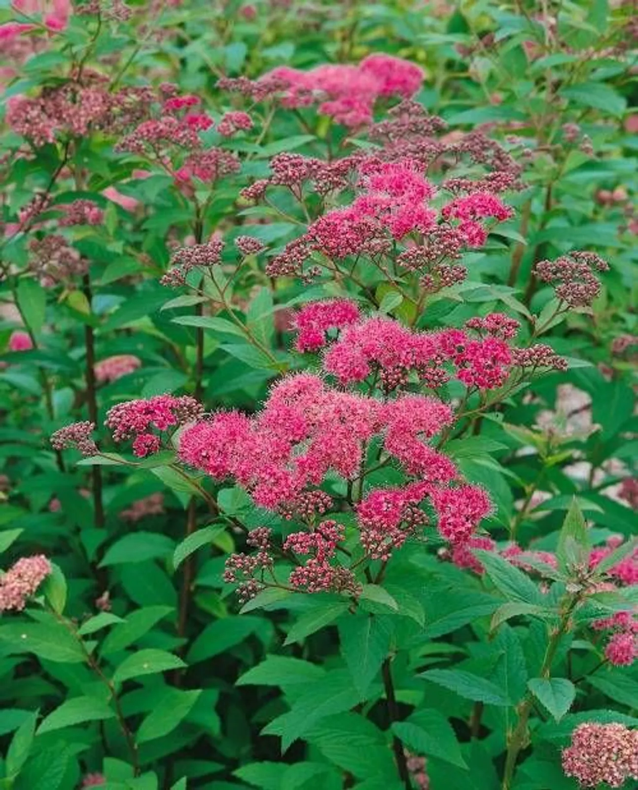 Praktspirea 'Sapho', 10-20 cm