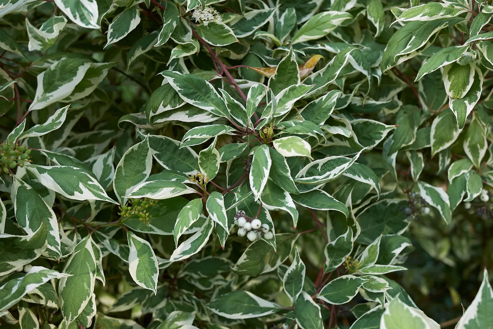 Rysk kornell 'Elegantissima' - miniatyr 2