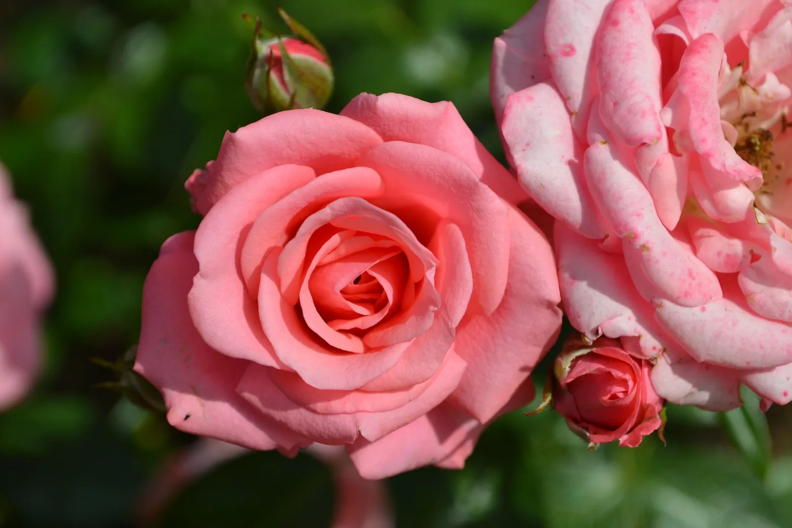 Floribundaros BELLA ROSA ('Korwonder') - miniatyr 2