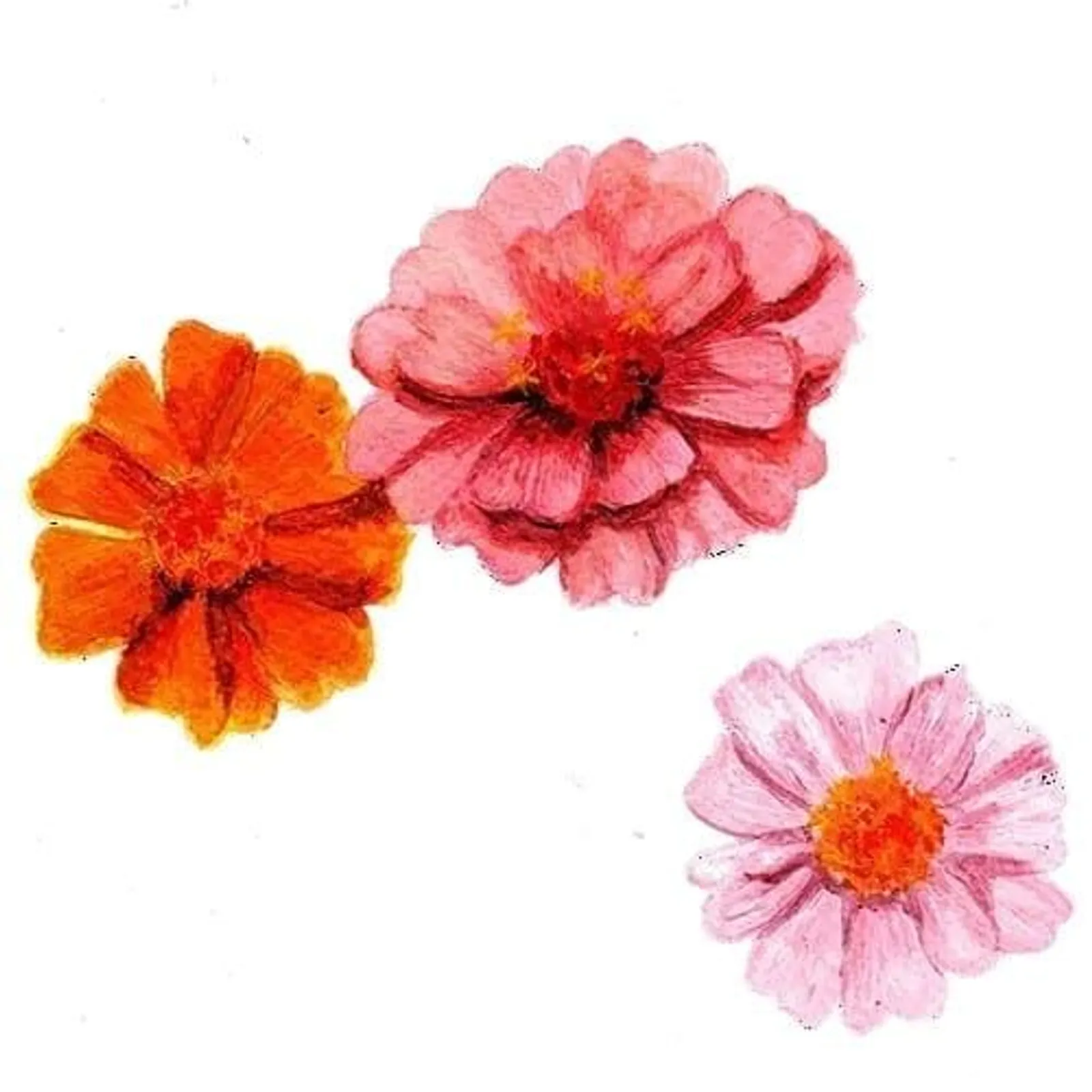 Zinnia 'Tummelisa', Frö