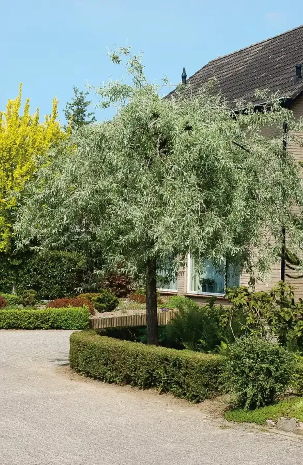 Silverpäron 'Pendula', Högstammat träd