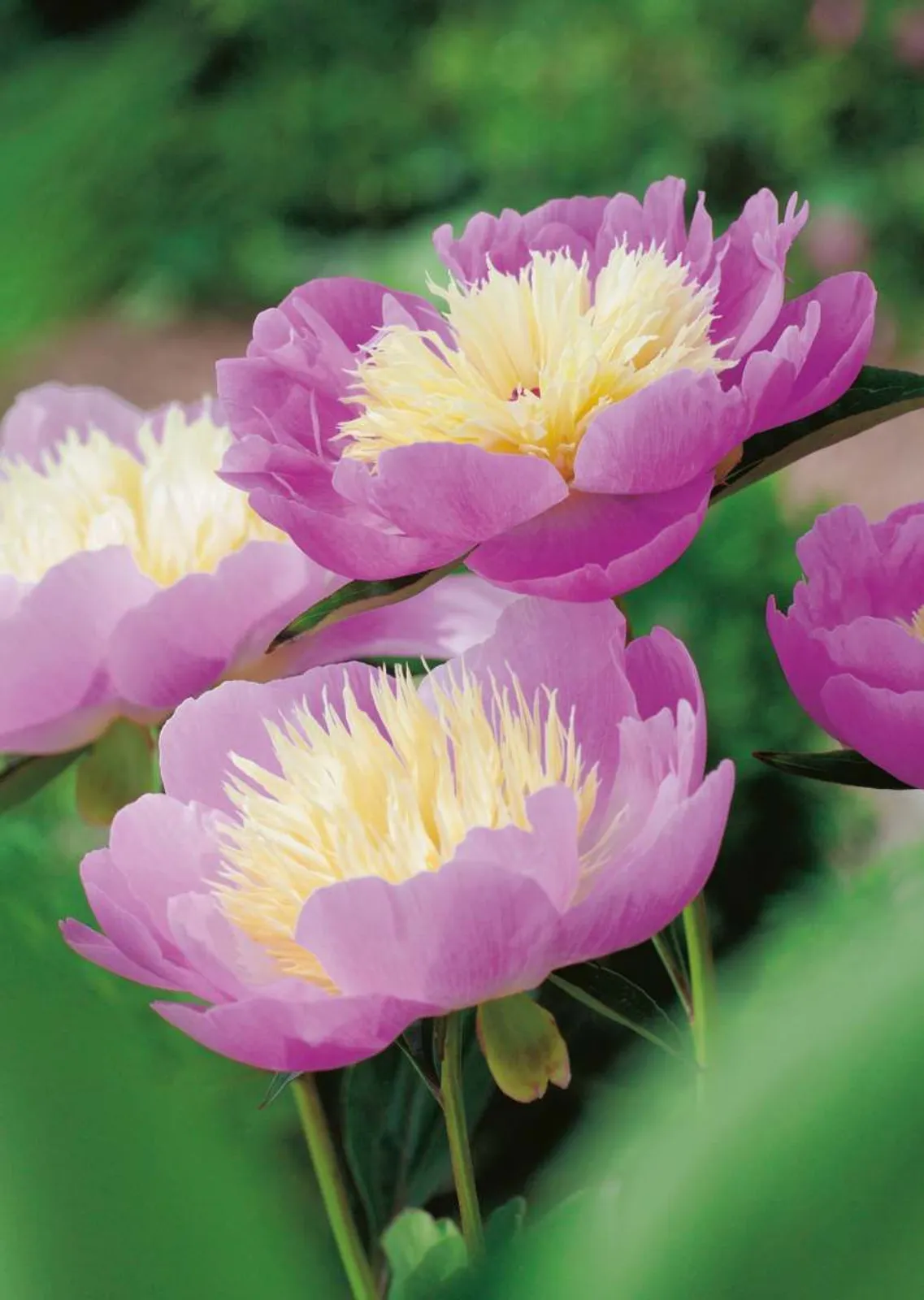Luktpion 'Bowl Of Beauty'
