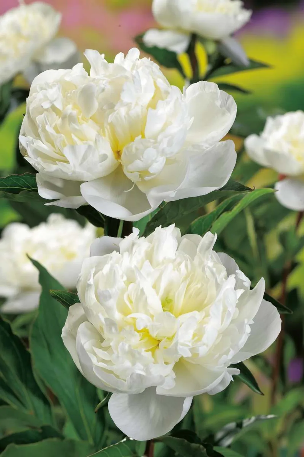 Luktpion 'Duchesse De Nemours'