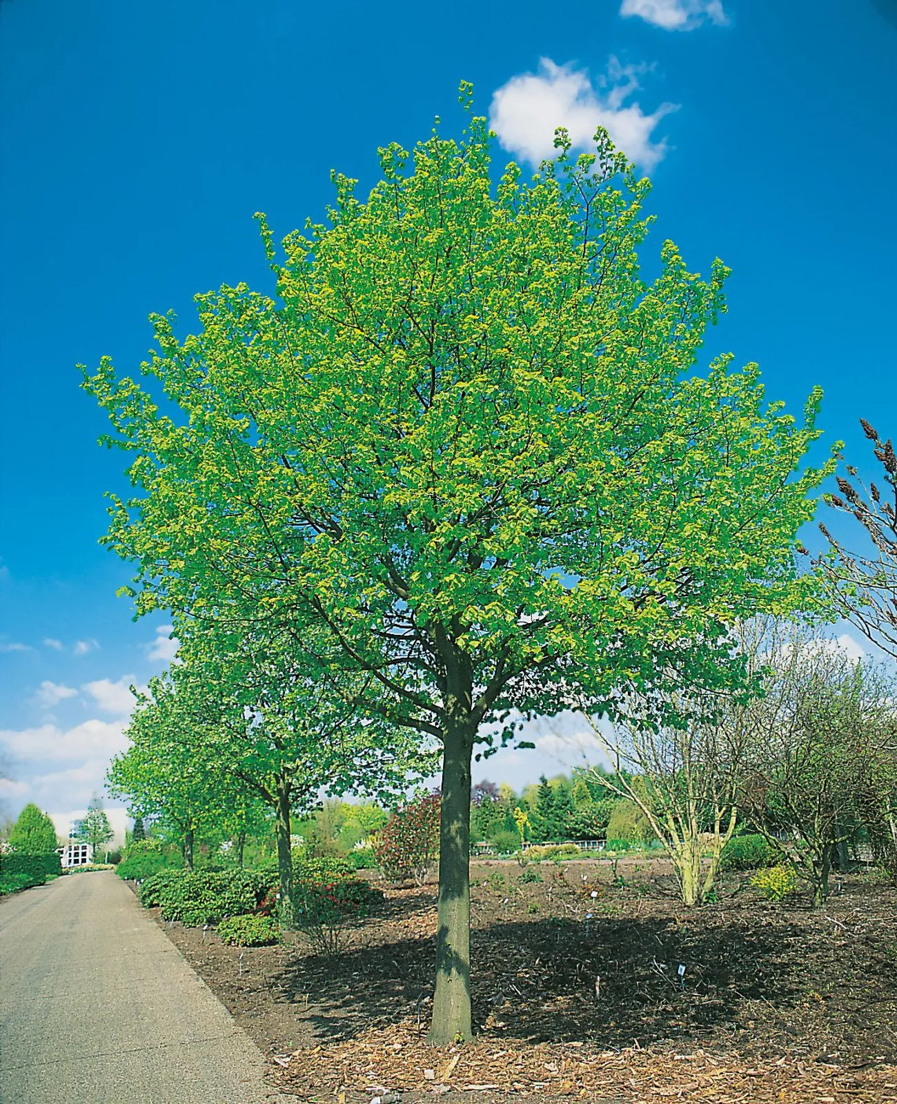 Skogslind 'Greenspire', Utr 150-200