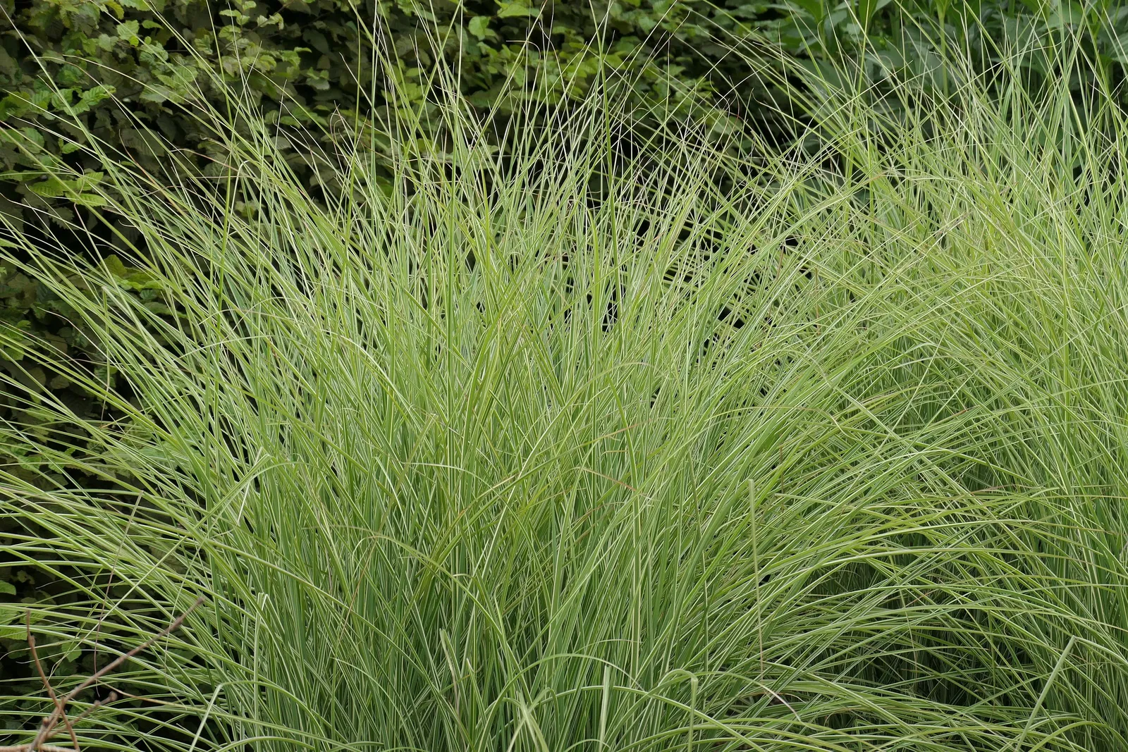 Glansmiskantus 'Morning Light', syn. japanskt gräs, 2L - miniatyr 2
