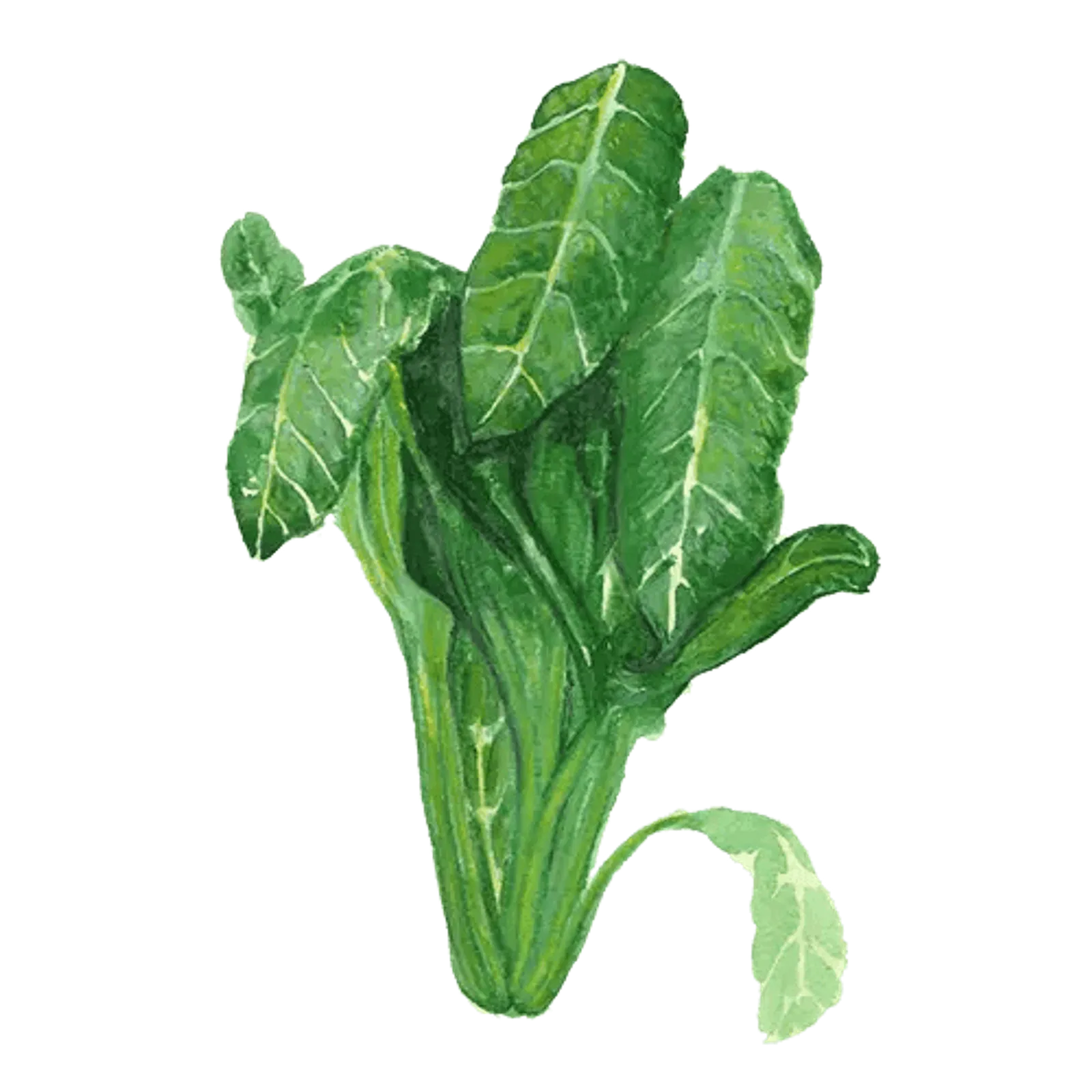 Mangold 'Perpetual Spinach', Frö