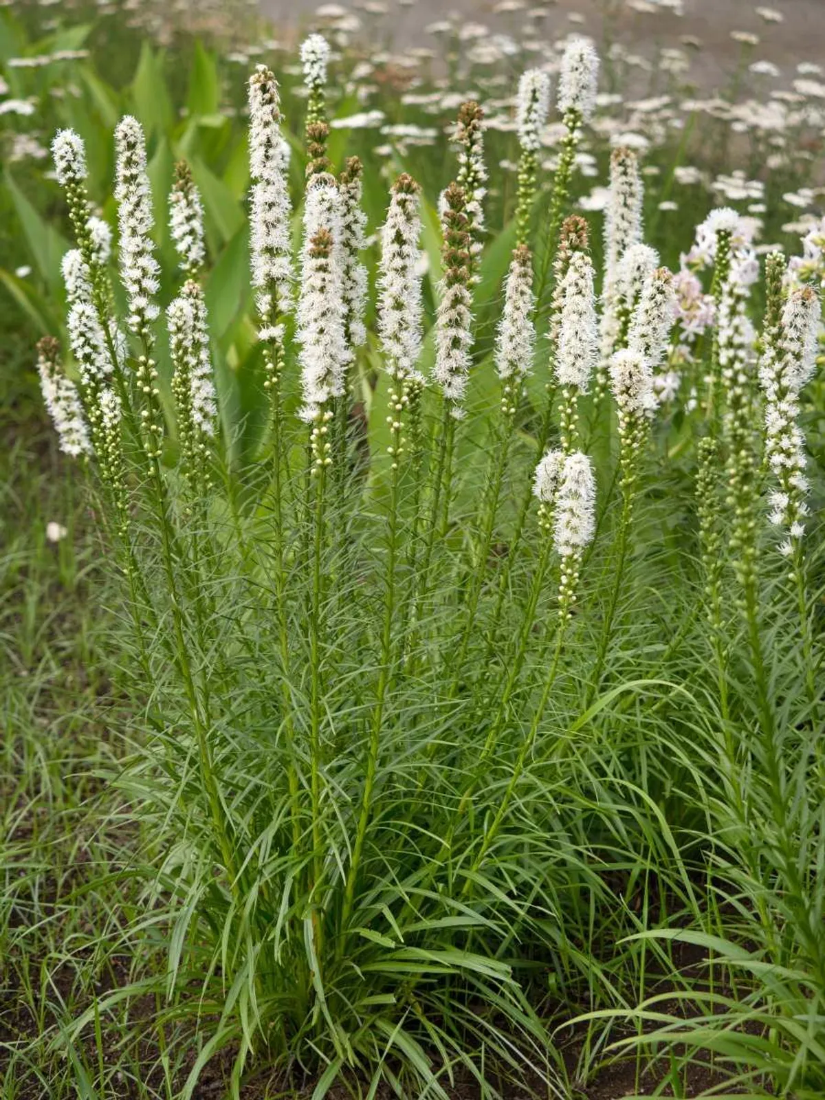 Rosenstav 'Alba'