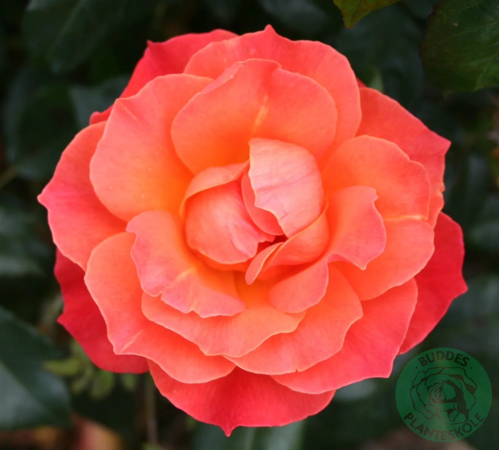 Floribundaros FELLOWSHIP ('Harwelcome')